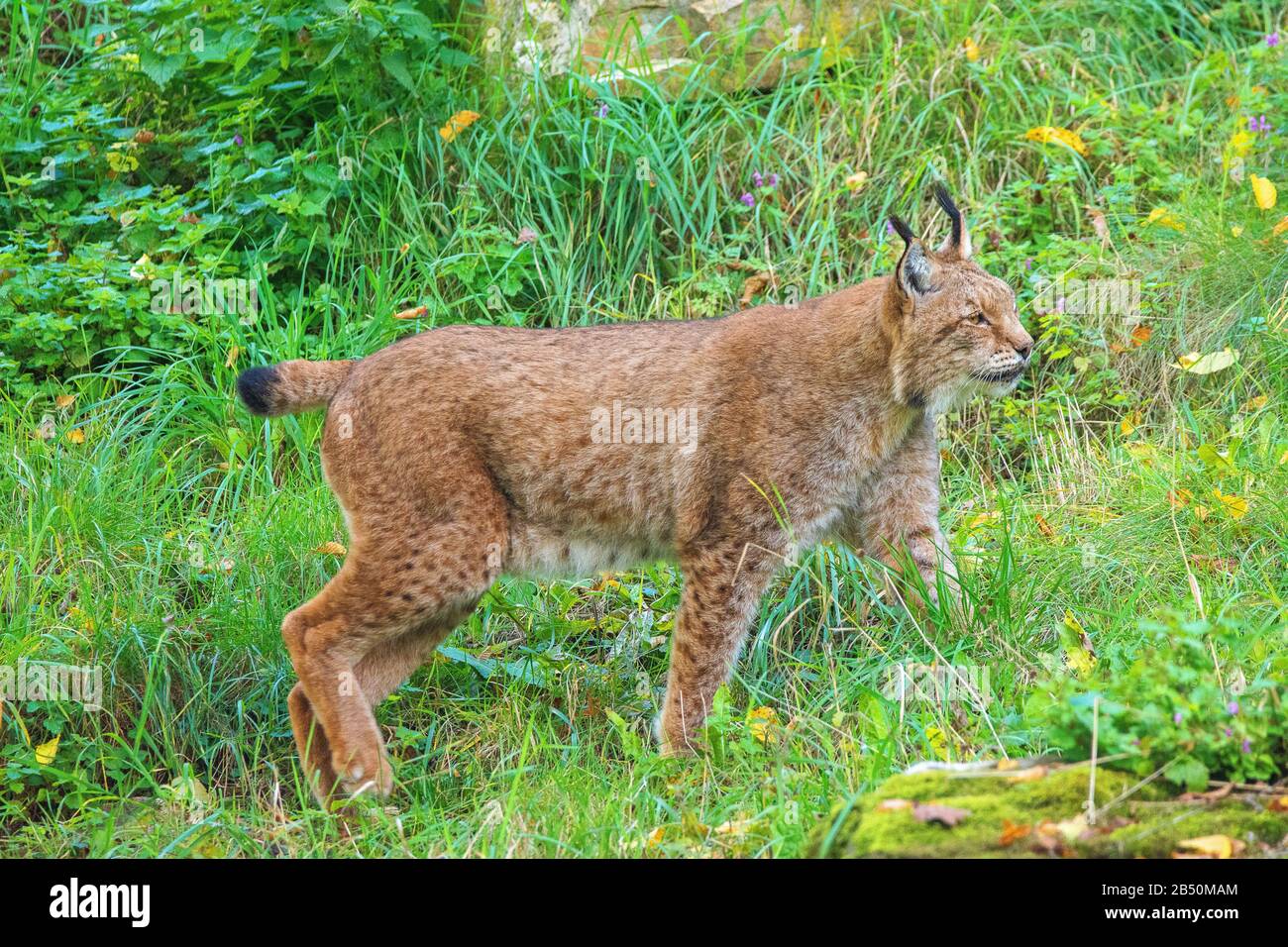 Europäischer Luchs (Felis Lynx) European Lynx • Baden-Württemberg, Deutschland; Germania Foto Stock