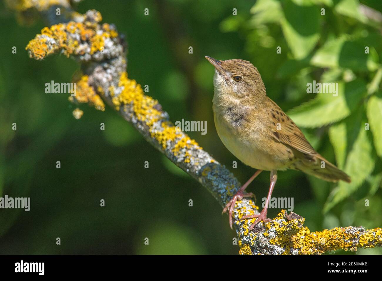 Feldschwirl (Locustella naevia) Comune Grasshopper-Warbler • Baden-Württemberg, Deutschland Foto Stock