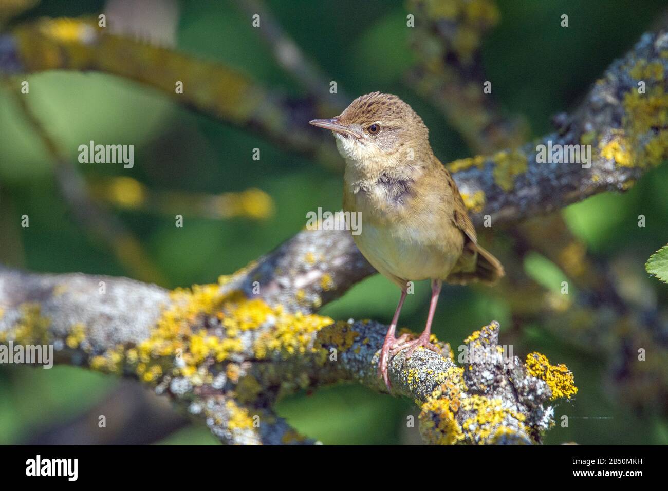 Feldschwirl (Locustella naevia) Comune Grasshopper-Warbler • Baden-Württemberg, Deutschland Foto Stock