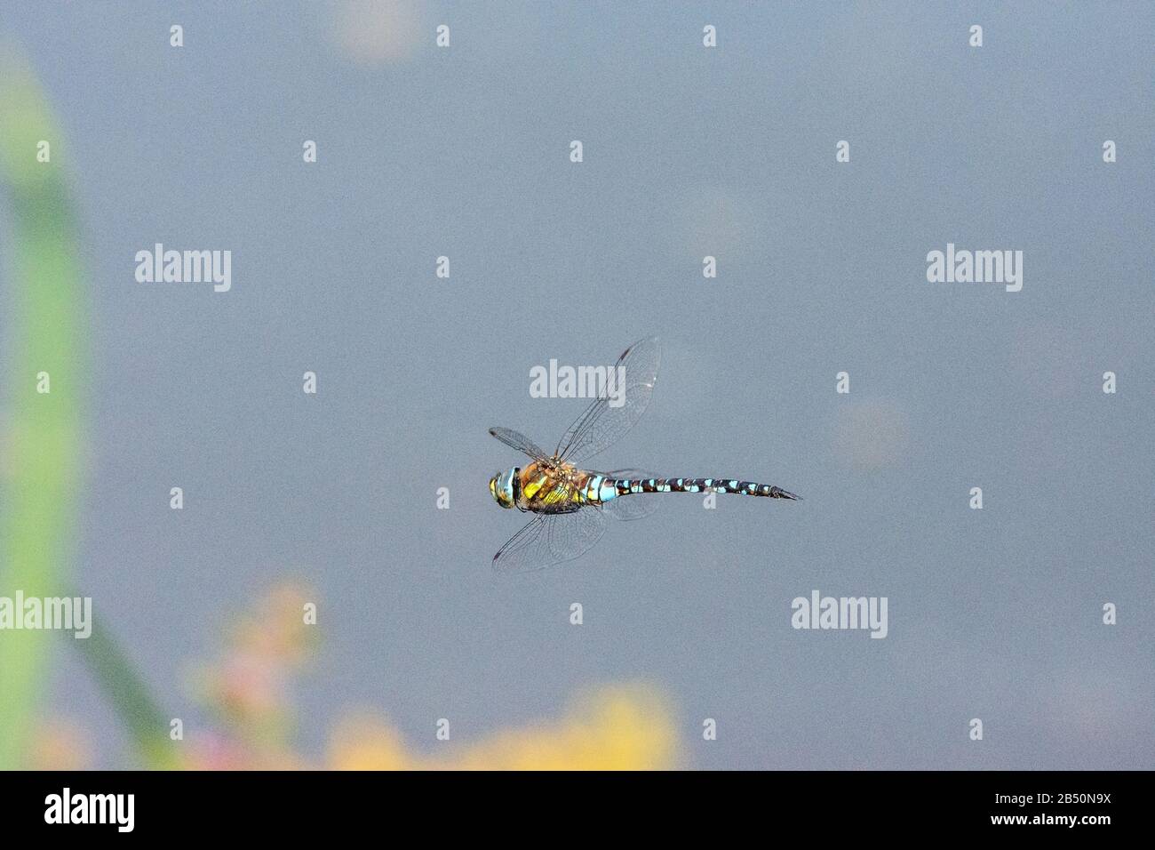 Blaugrüne Mosaikjungfer (Aeshna cyanea) falker meridionale • Baden-Württemberg; Deutschland Foto Stock