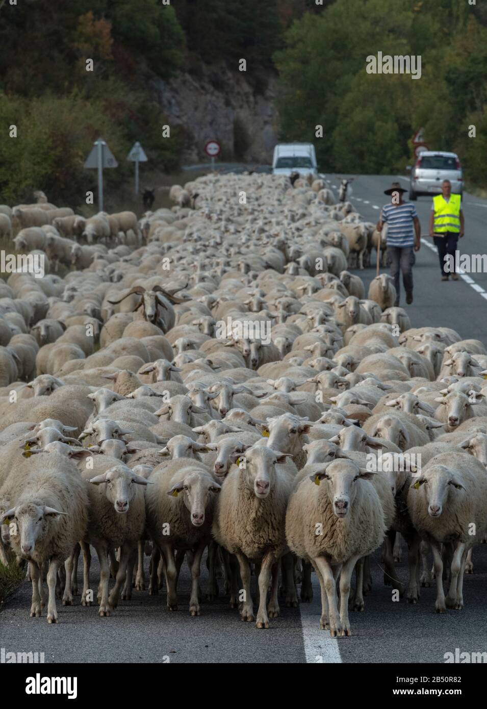 Grande gregge di pecore che scende dai Pirenei Aragona in transumanza autunno. Spagna. Foto Stock