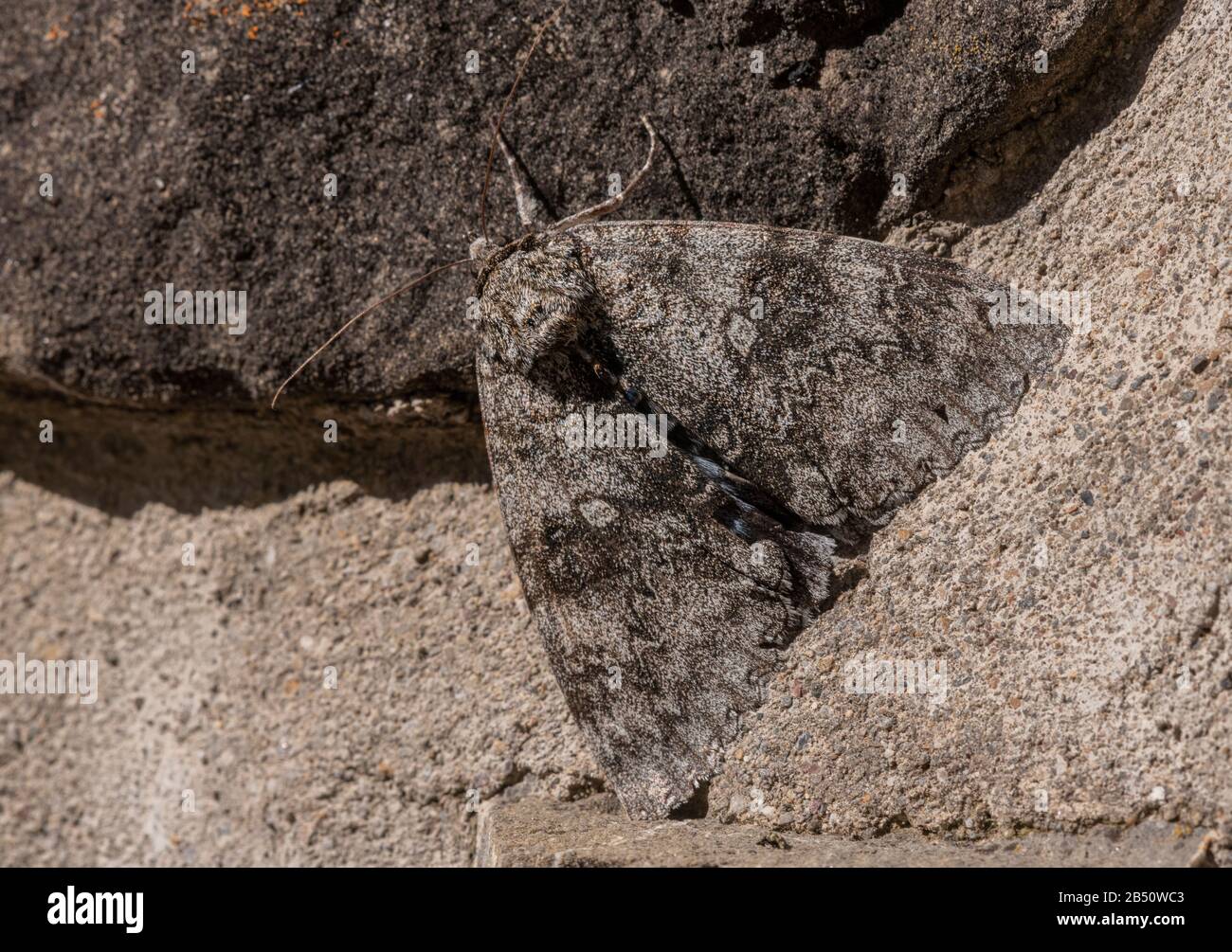 Clifden nonpareil, Catocala fraxini, falena con ali chiuse, appollaiata sul muro. Foto Stock