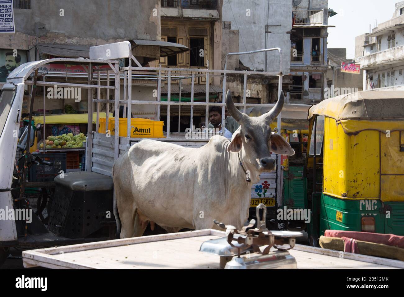 Ahmedabad / India / 11 aprile 2017: Santa mucca bianca che cammina gratis per le strade indiane di Ahmedabad Foto Stock