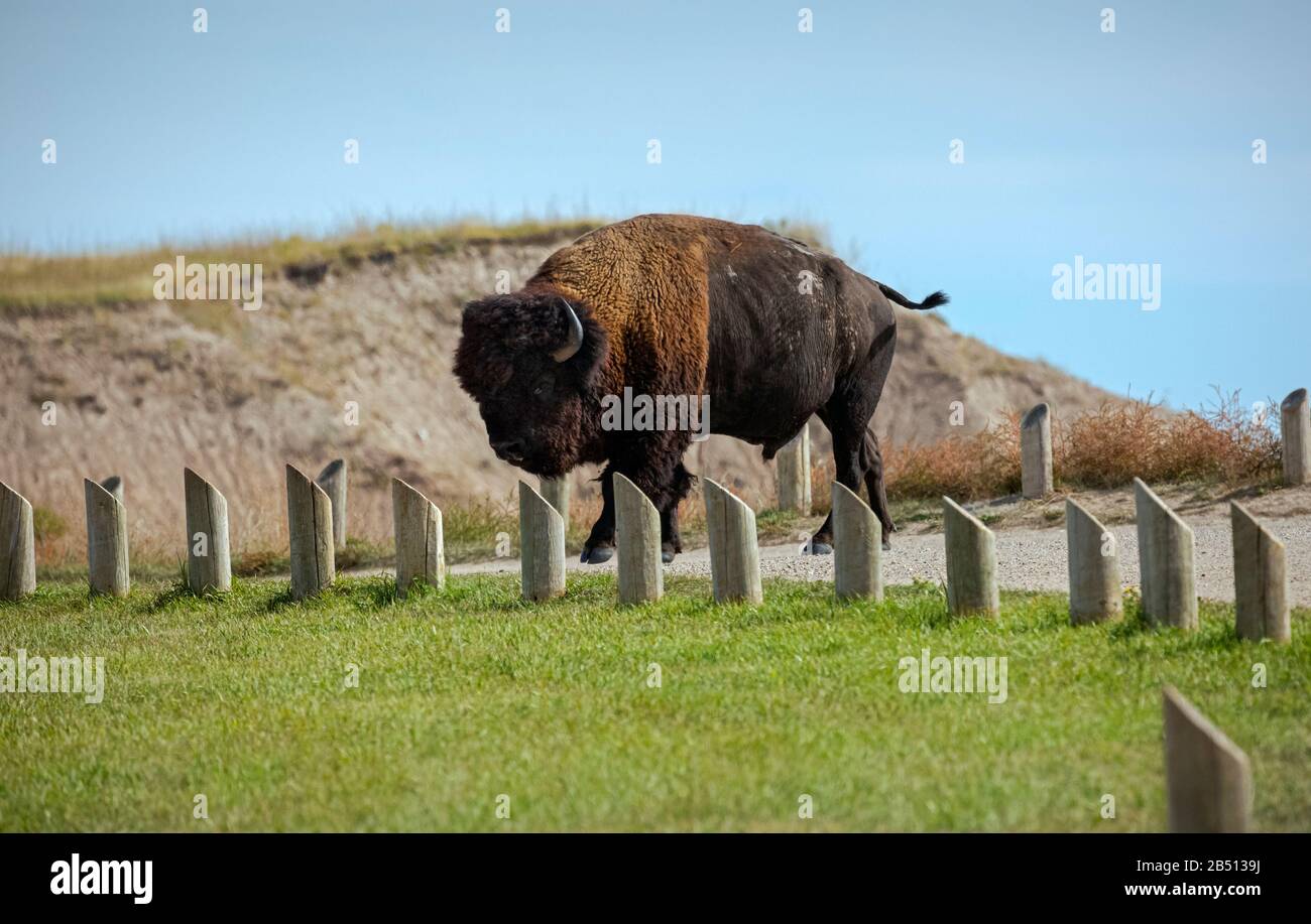 SD00309-00...SOUTH DAKOTA - Bison si prepara a attraversare la Sage Creek Rim Road nel Badlands National Park. Foto Stock