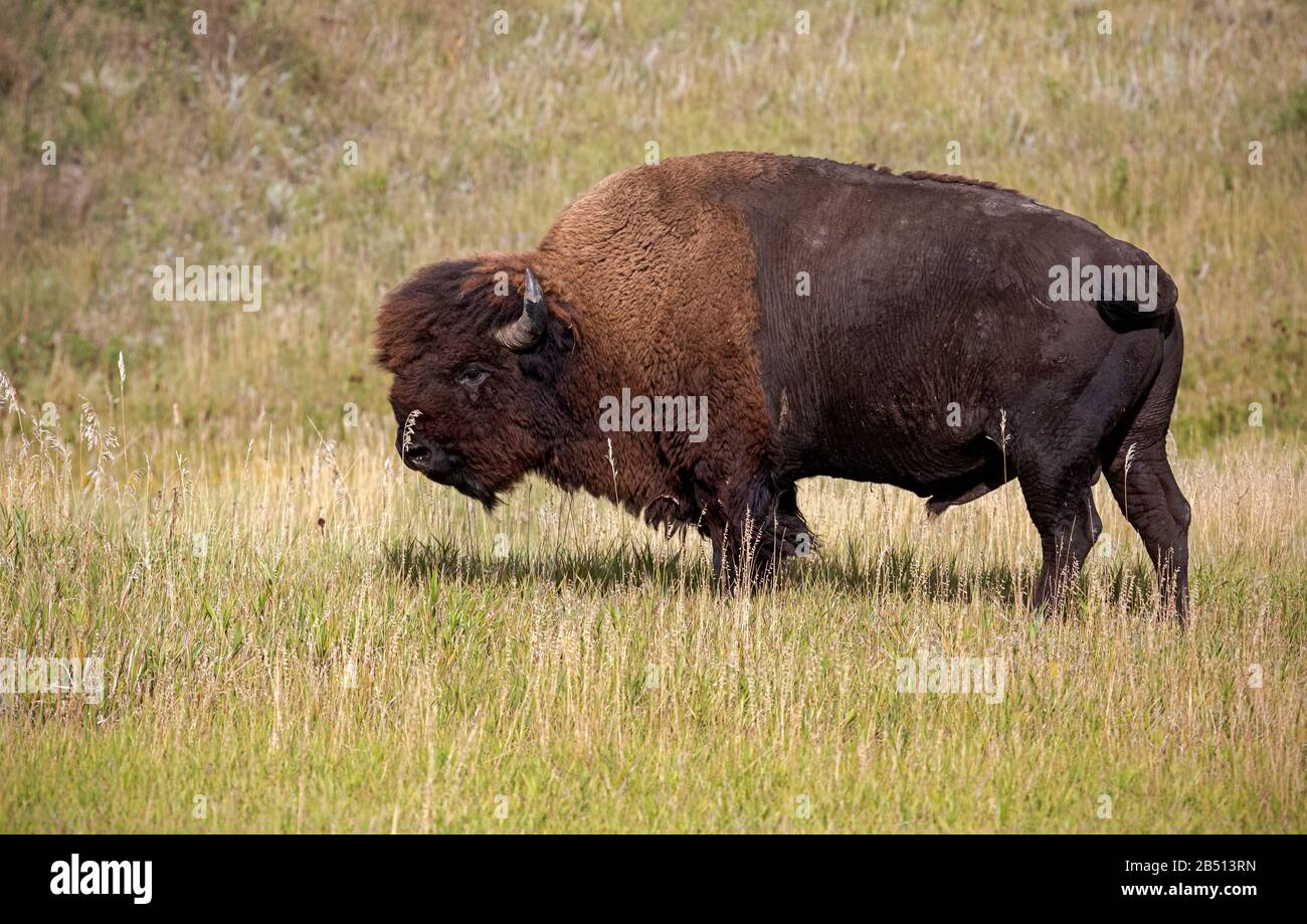 SD00312-00...SOUTH DAKOTA - Bison vicino a Sage Creek Rim Road nel Badlands National Park. Foto Stock