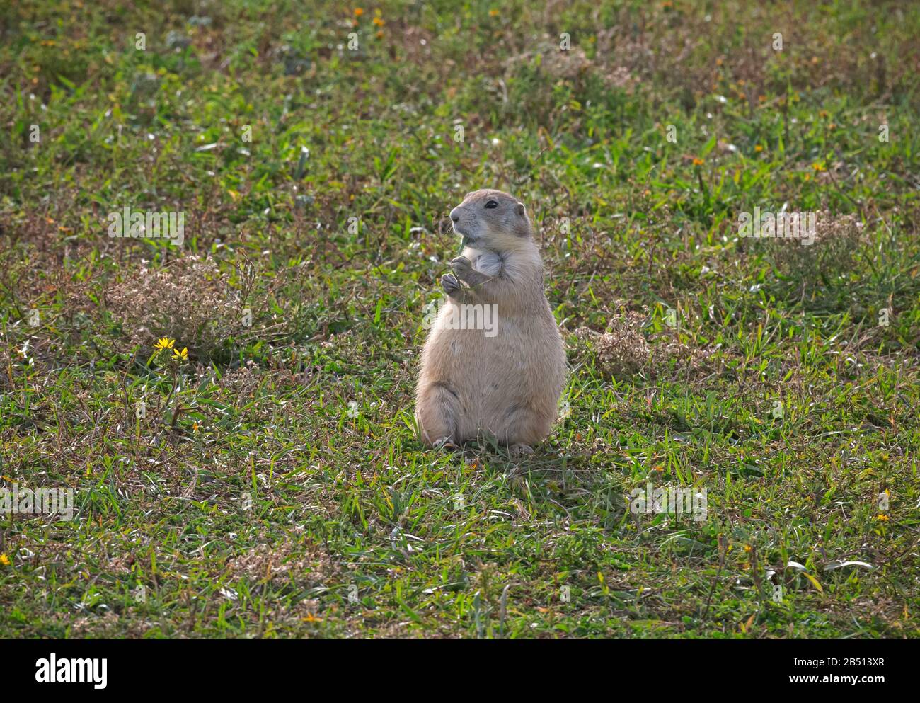 SD00316-00...SOUTH DAKOTA - un cane della prateria che si gode uno spuntino mentre si osserva il turista che passa da Roberts Prairie Dog Town nel Badlands National Park. Foto Stock