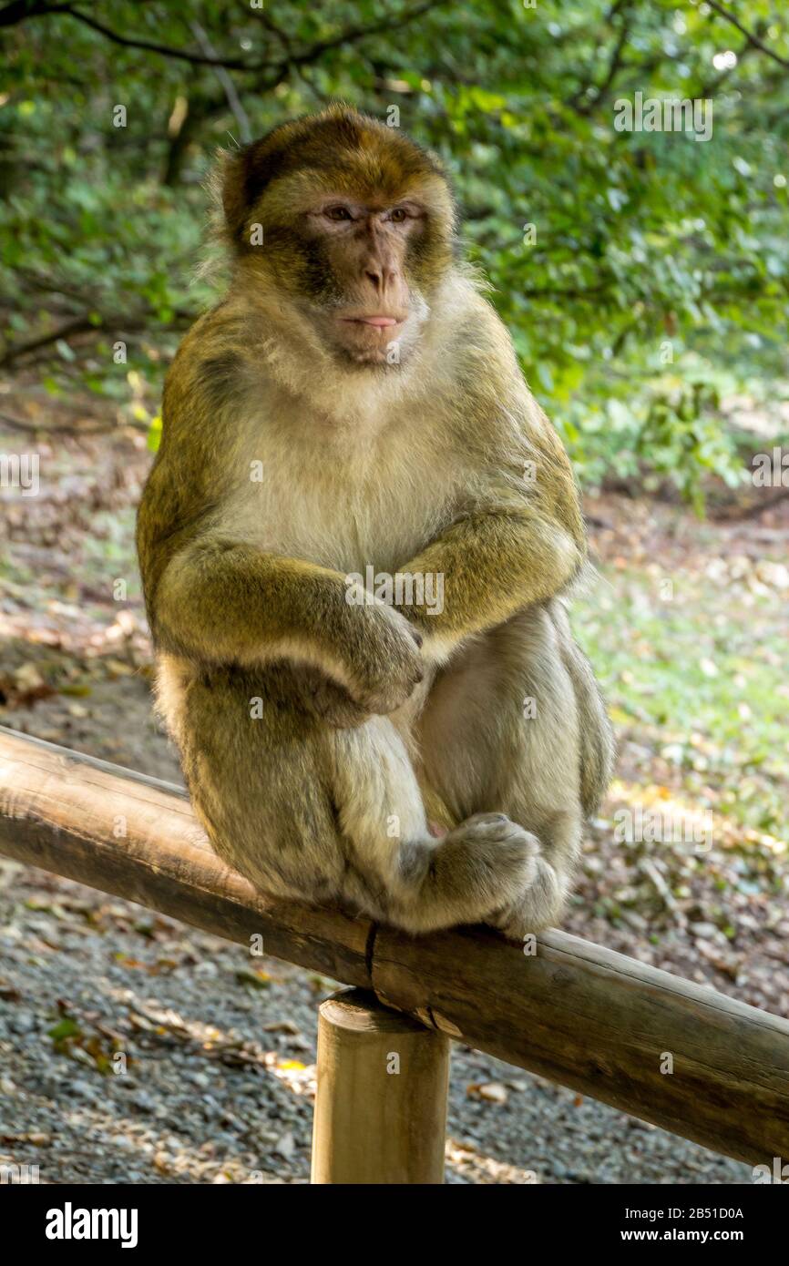 Salem, Germania - 15 settembre 2015: Barbary Macacque in recinto ad Affenberg, vicino Salem. Baby macaque Foto Stock