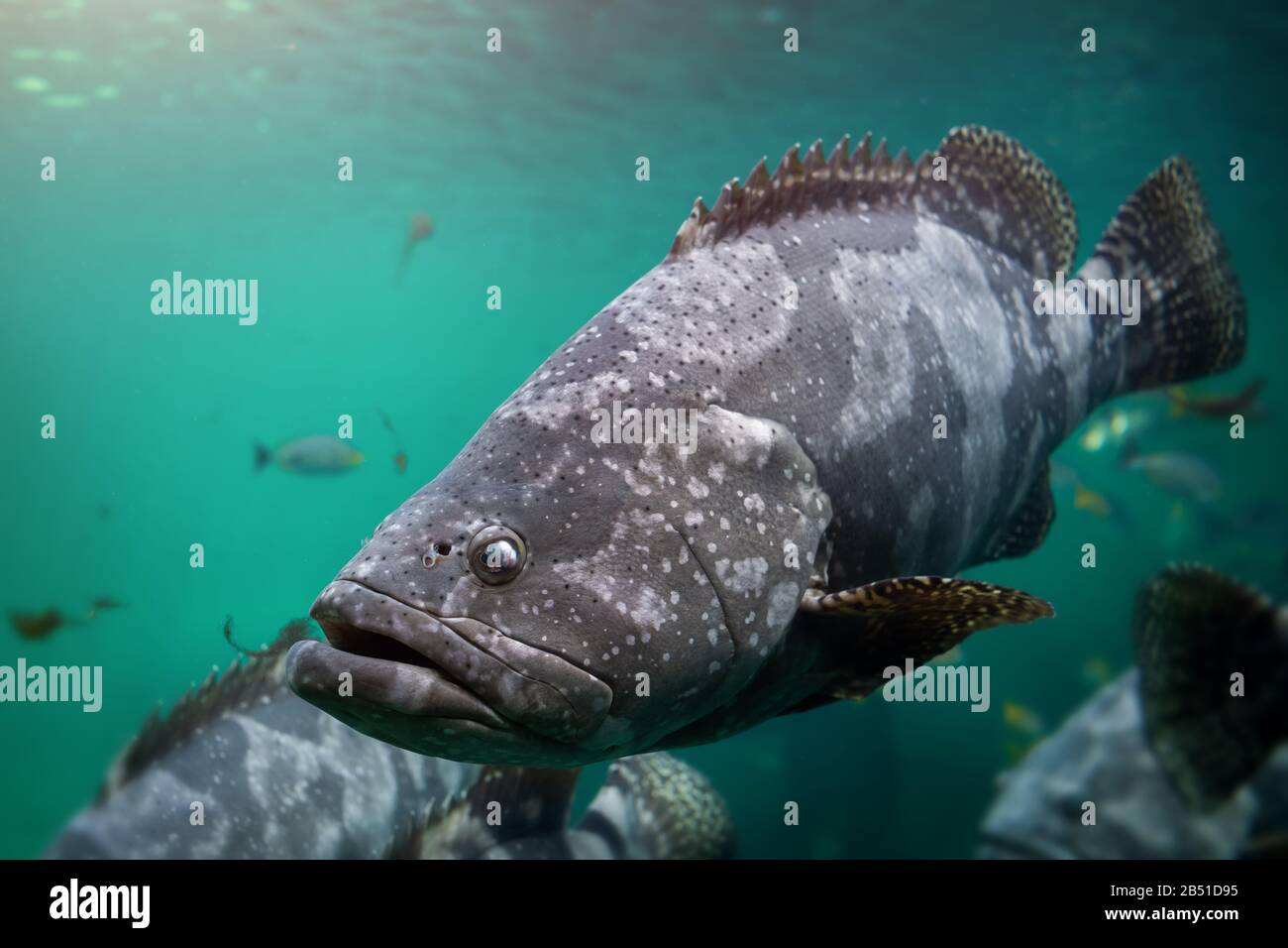 Cernie giganti o cernie marroni con macchie di pesce nuotano sotto acqua di mare verde con luce solare. Foto Stock