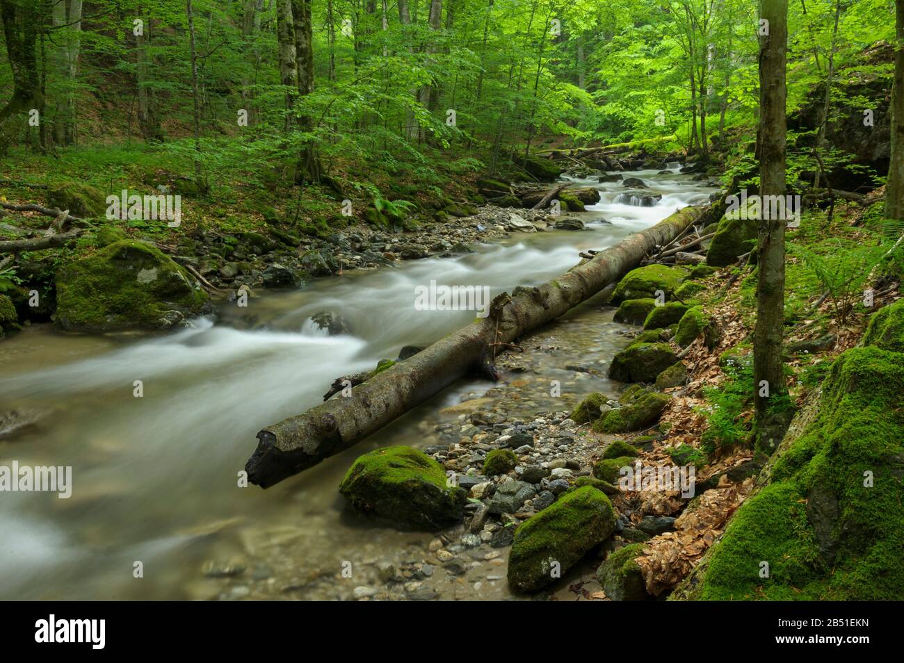 La foresta di faggi primaria selvaggia e incontaminata 'Iauna Craiove' nella parte nazionale Domogled - ValeaCernei della Romania fa parte del Patrimonio Naturale Mondiale dell'UNESCO. Foto Stock