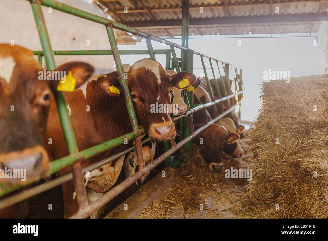 vacche che pascolano nella produzione stabile di carne bovina Foto Stock