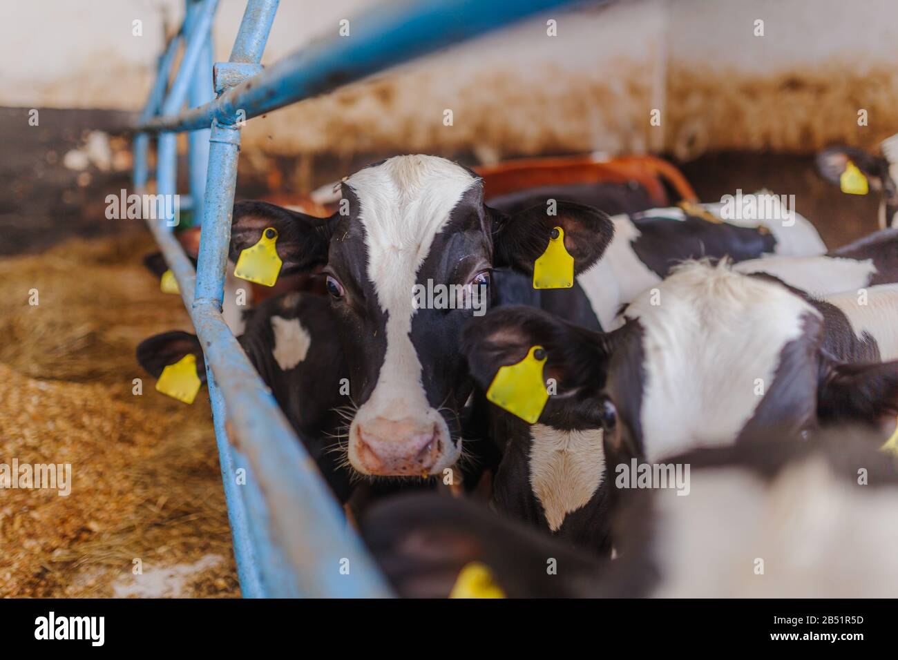vacche che pascolano nella produzione stabile di carne bovina Foto Stock