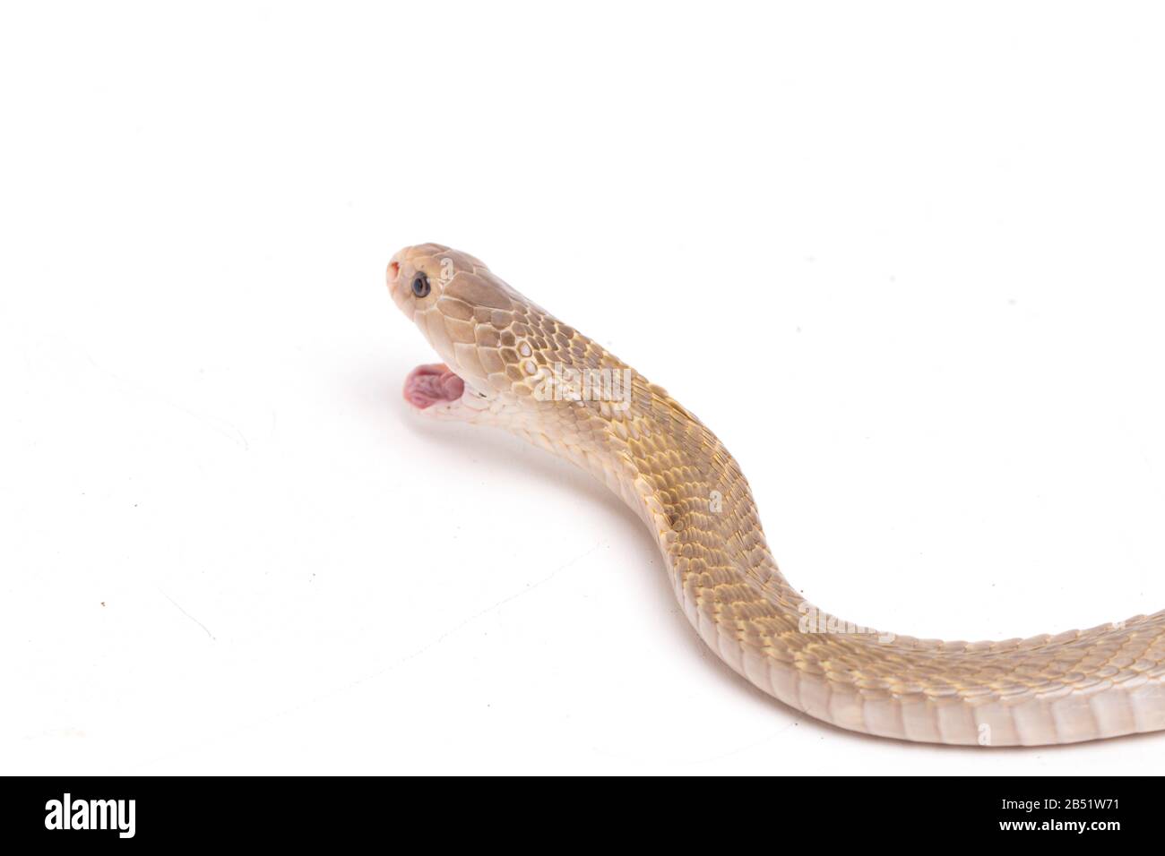 Il Iavan sputare cobra (Naja sputatrix) chiamato anche indonesiano meridionale cobra, o indonesiano cobra. isolato su sfondo bianco Foto Stock