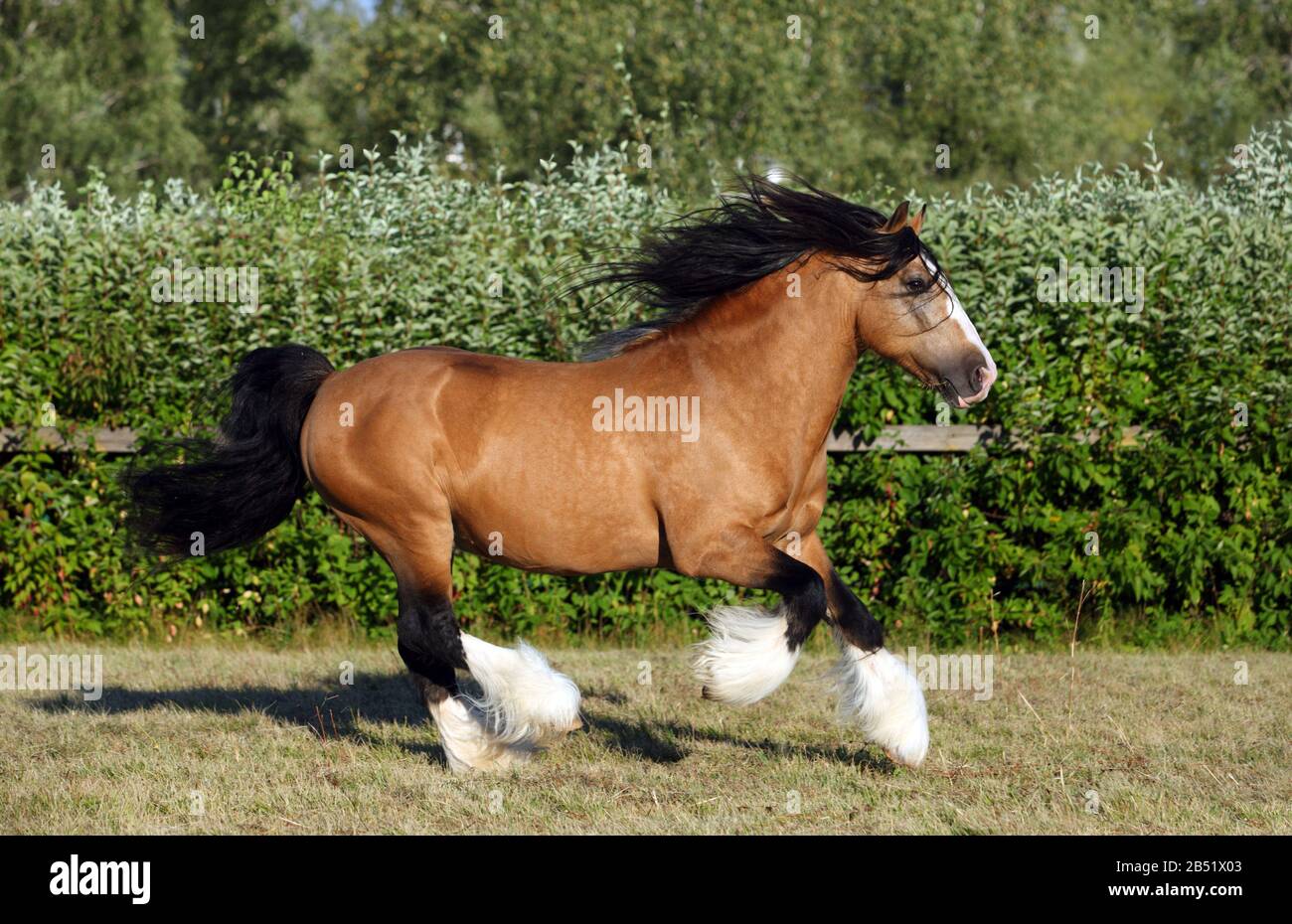 Cavallo Del Vanner Del Giny Del Pony Del Tinker Foto Stock