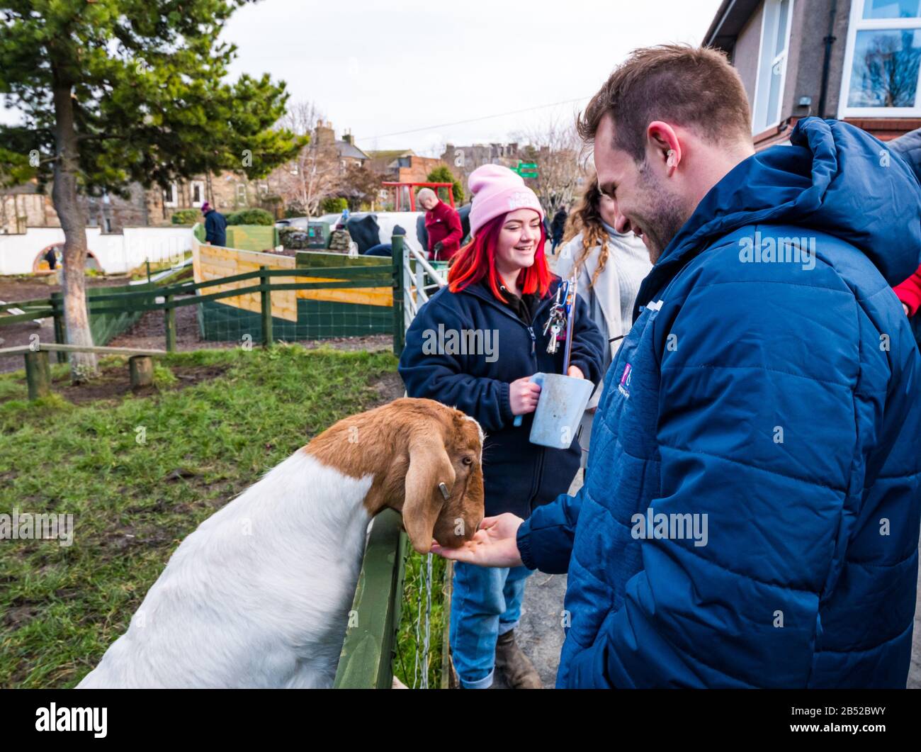 NIC Groom, Edinburgh Rugby player, dar da mangiare a billy Goat alla riapertura di Love Gorgie Farm, Edimburgo, Scozia, Regno Unito Foto Stock