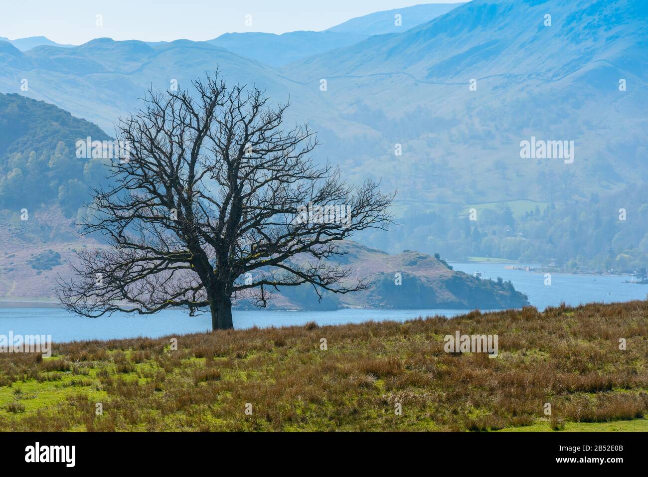 Un albero isolato con il lago Ullswater e le campane frizzanti sullo sfondo visto da Gowbarrow cadde vicino alla cascata di Aira Force, Lake District, Cumbria, UK. Foto Stock