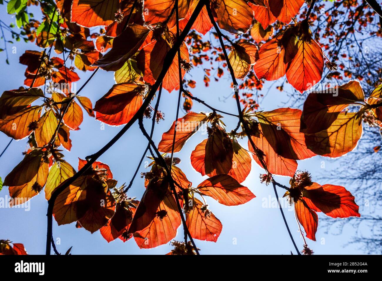 Fagus sylvatica Atropurpurea primavera foglie fresche luce solare contro il cielo blu Foto Stock