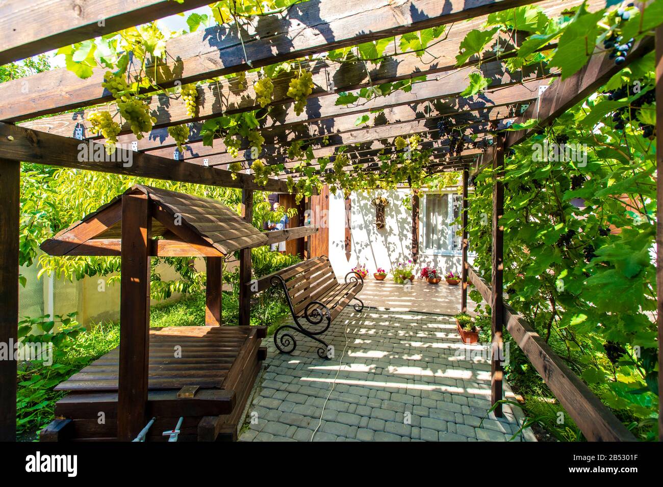 Il cortile posteriore del cottage con un baldacchino in legno fatto di  travi - pergola. Le uve crescono sui bar e creano un'ombra. Sono visibili  grappoli di uva Foto stock - Alamy