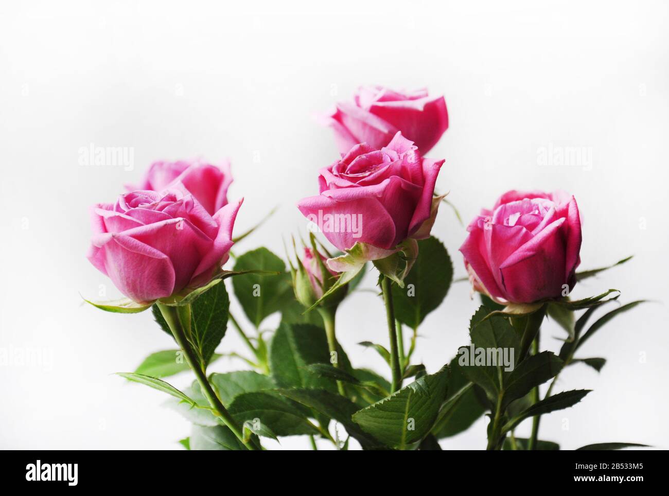 Belle rose rosa su sfondo bianco. Foto Stock