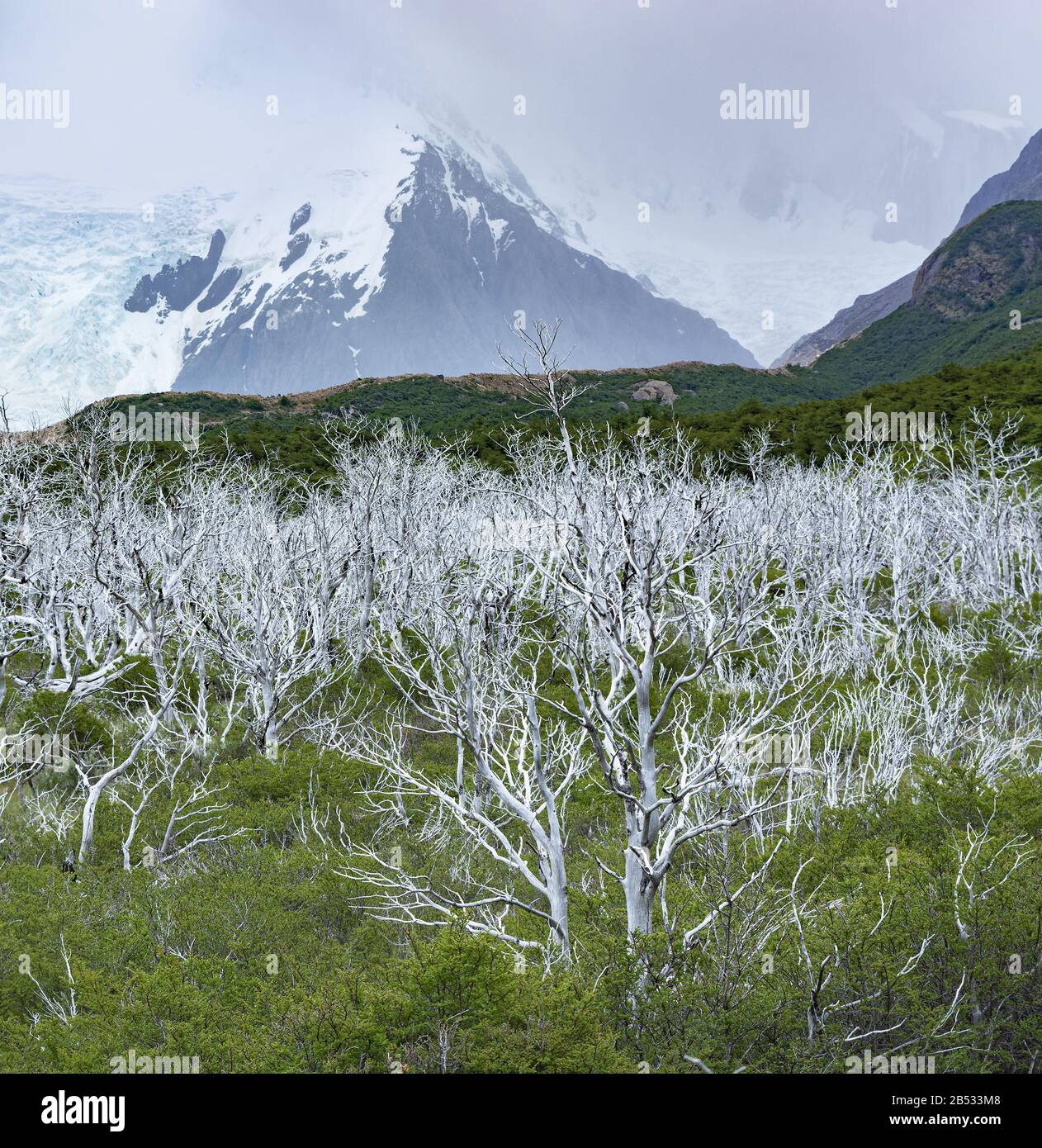 Una nuova foresta cresce lentamente sotto la vecchia foresta uccisa dalle inondazioni, Parque Nacional los Glaciares, Patagonia Argentina Foto Stock
