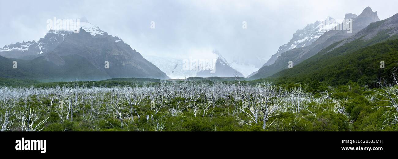 Una nuova foresta cresce lentamente sotto la vecchia foresta uccisa dalle inondazioni, Parque Nacional los Glaciares, Patagonia Argentina Foto Stock