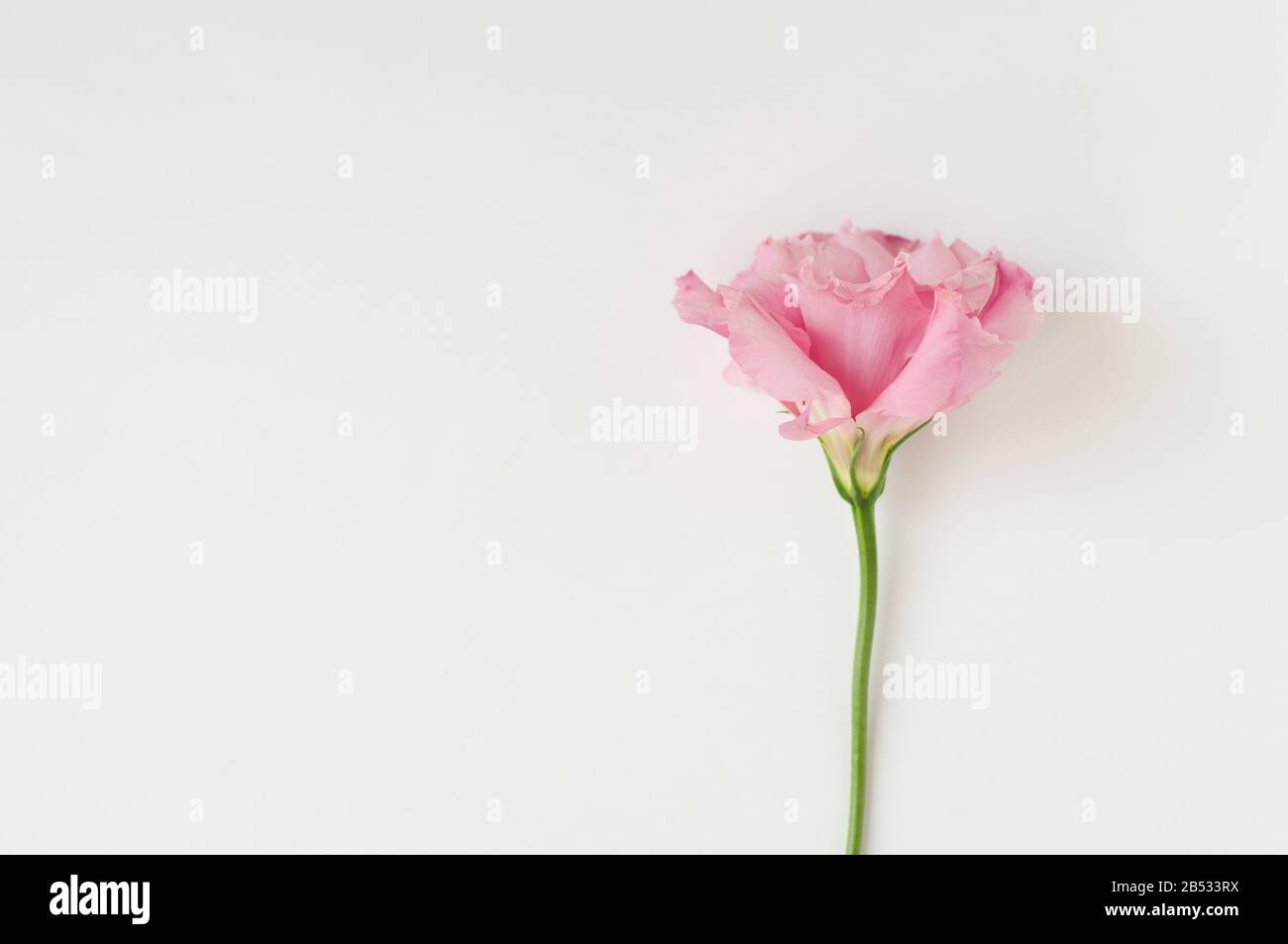 Bella rosa eustoma fiore (lisianthus) in piena fioritura. Bouquet di fiori su sfondo bianco. Foto Stock