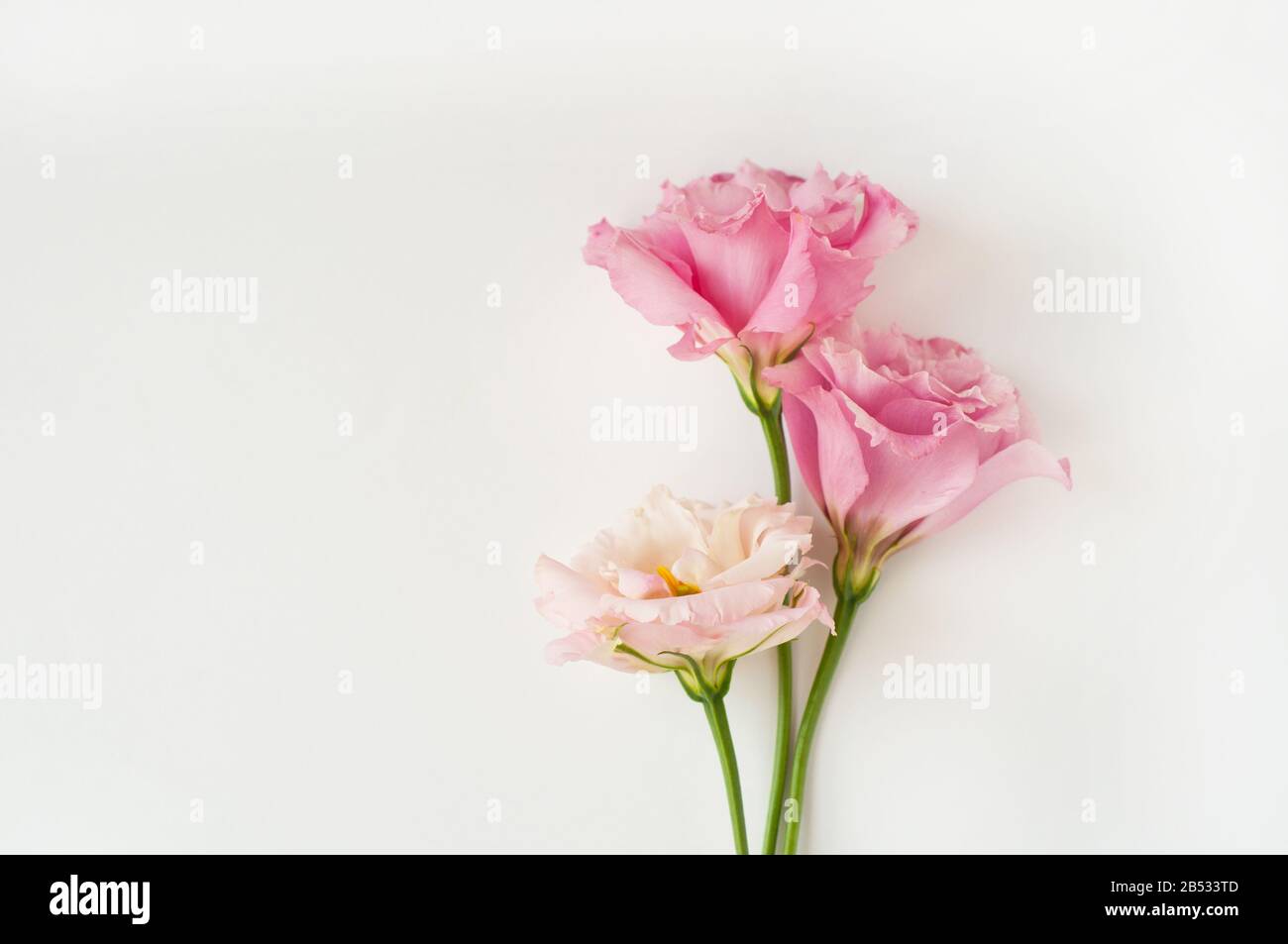 Bellissimi fiori di eustoma rosa e bianco (lisianthus) in piena fioritura con foglie verdi. Bouquet di fiori su sfondo bianco. Foto Stock