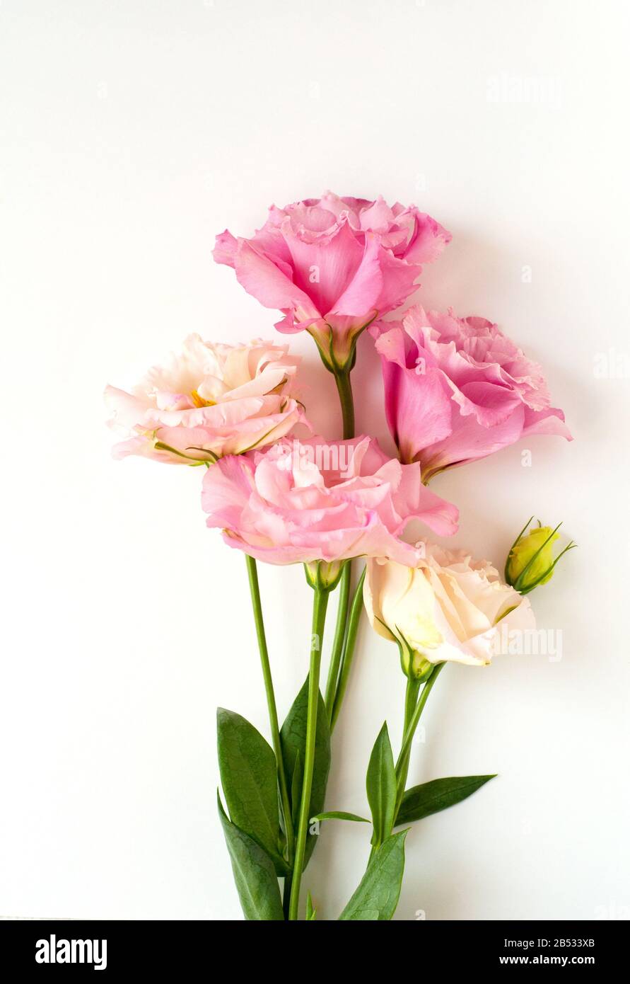 Bellissimi fiori di eustoma rosa e bianco (lisianthus) in piena fioritura con foglie verdi. Bouquet di fiori su sfondo bianco. Foto Stock