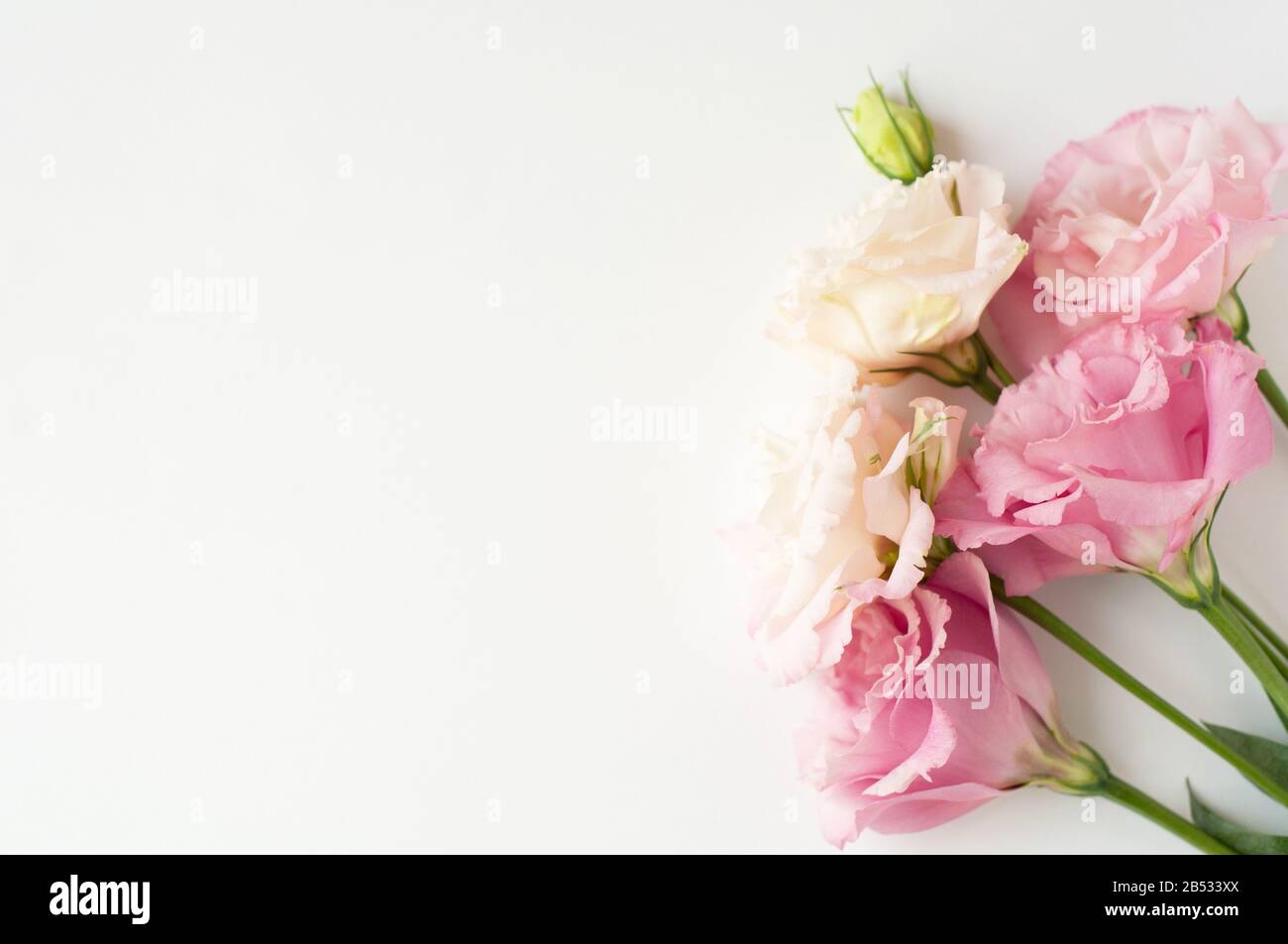 Bellissimi fiori di eustoma rosa e bianco (lisianthus) in piena fioritura con foglie verdi. Bouquet di fiori su sfondo bianco. Foto Stock