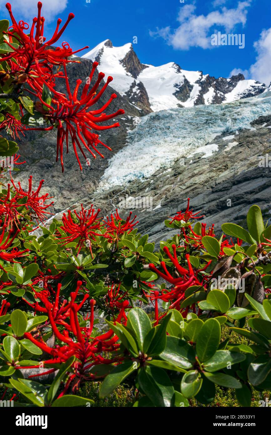 I fiori fulganti del nitro ai piedi del ghiacciaio di Huemul, Patagonia Argentina Foto Stock