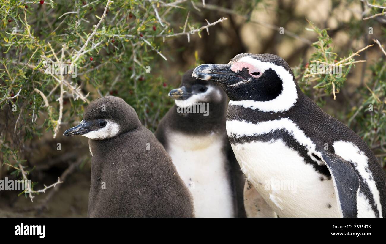 Pinguino magellanico e il suo pulcino, Parque Nacional Monte Leon, Patagonia Argentina Foto Stock