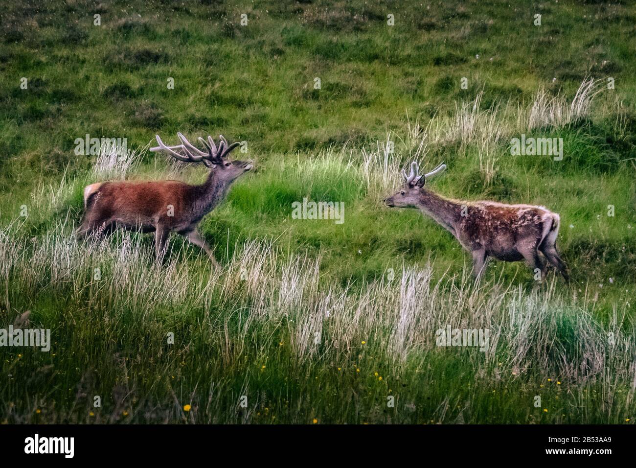 Capriolo con data, Scozia settentrionale, Regno Unito Foto Stock