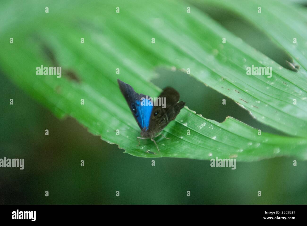 Farfalla Blu E Nera Foto Stock