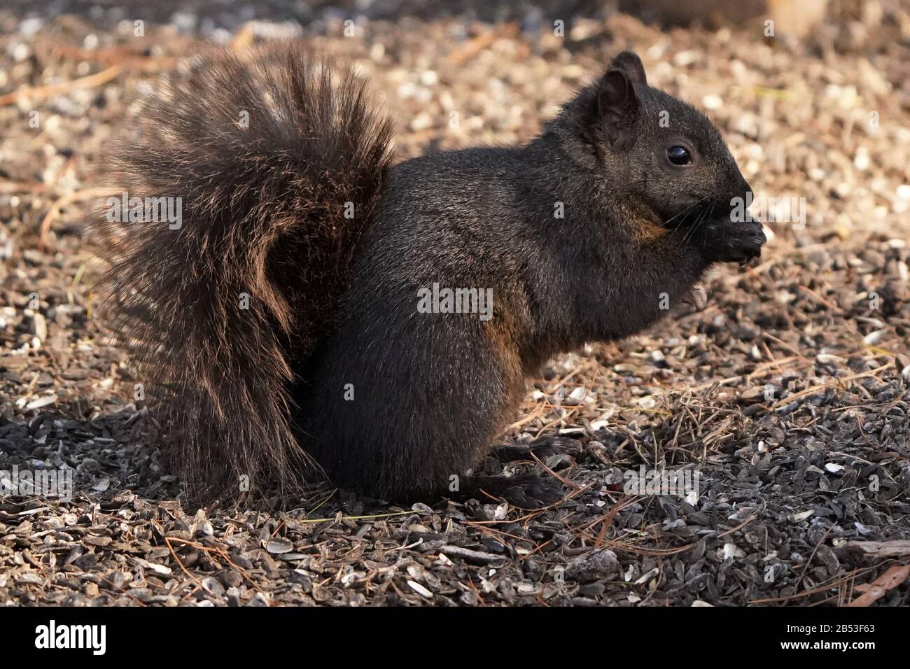 Scoiattoli in una foresta di riserva naturale Foto Stock