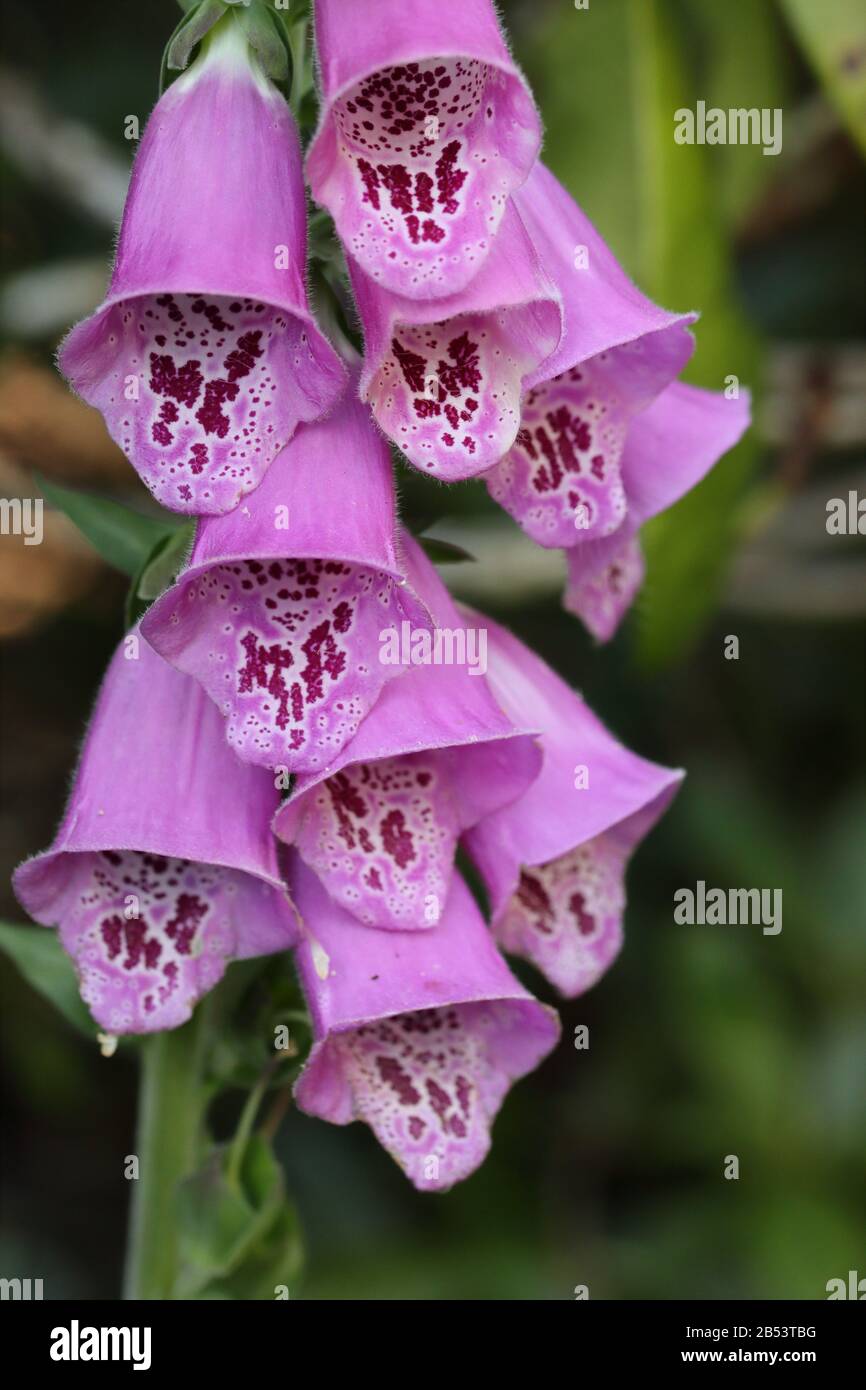 La Digitalis purpurpurea (foxglove, foxglove comune, foxglove viola o guanto da donna) è una specie di pianta fiorita della famiglia Plantaginaceae. Foto Stock