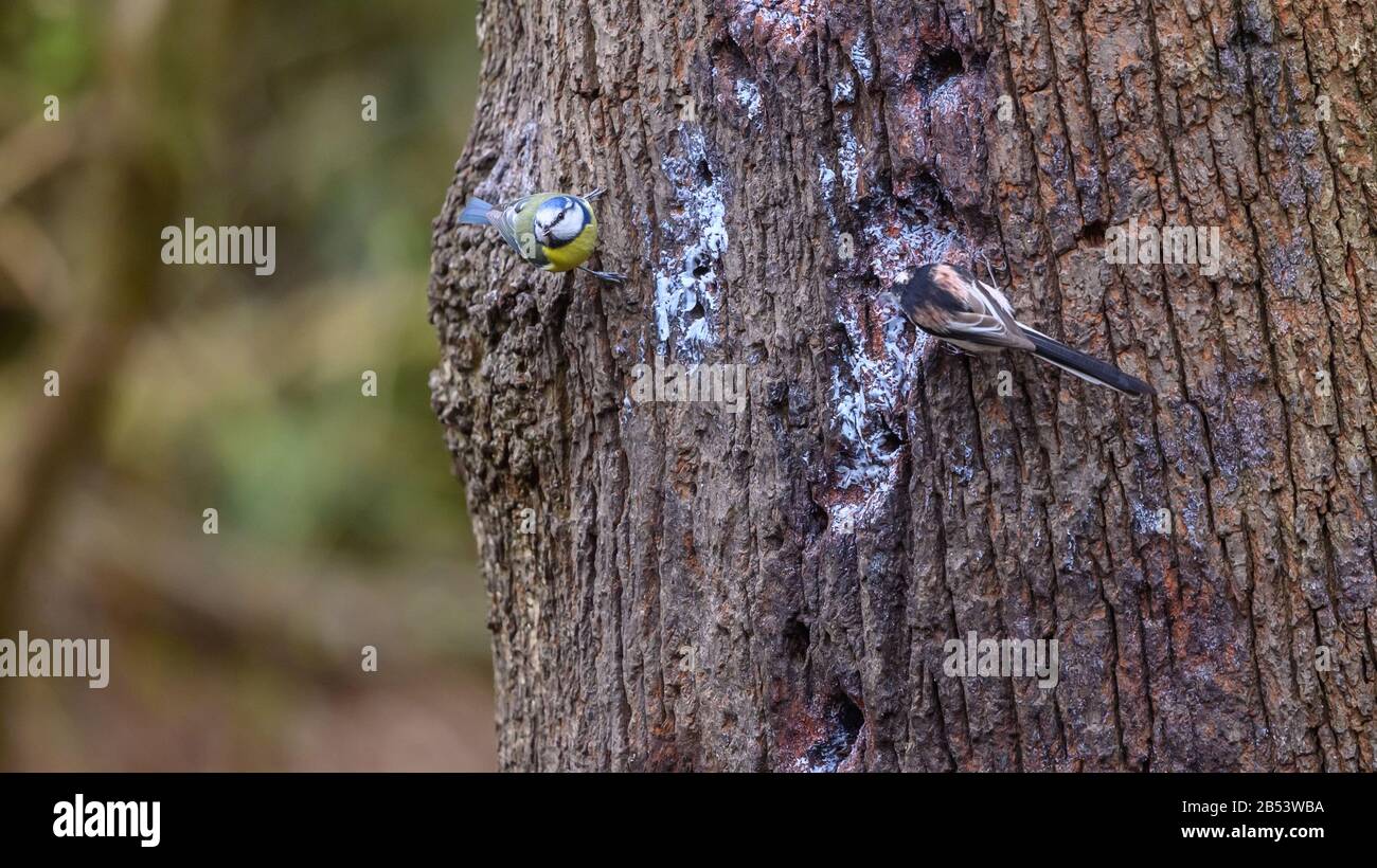 Birds At Risley Moss Nature Reserve, Warrington Foto Stock