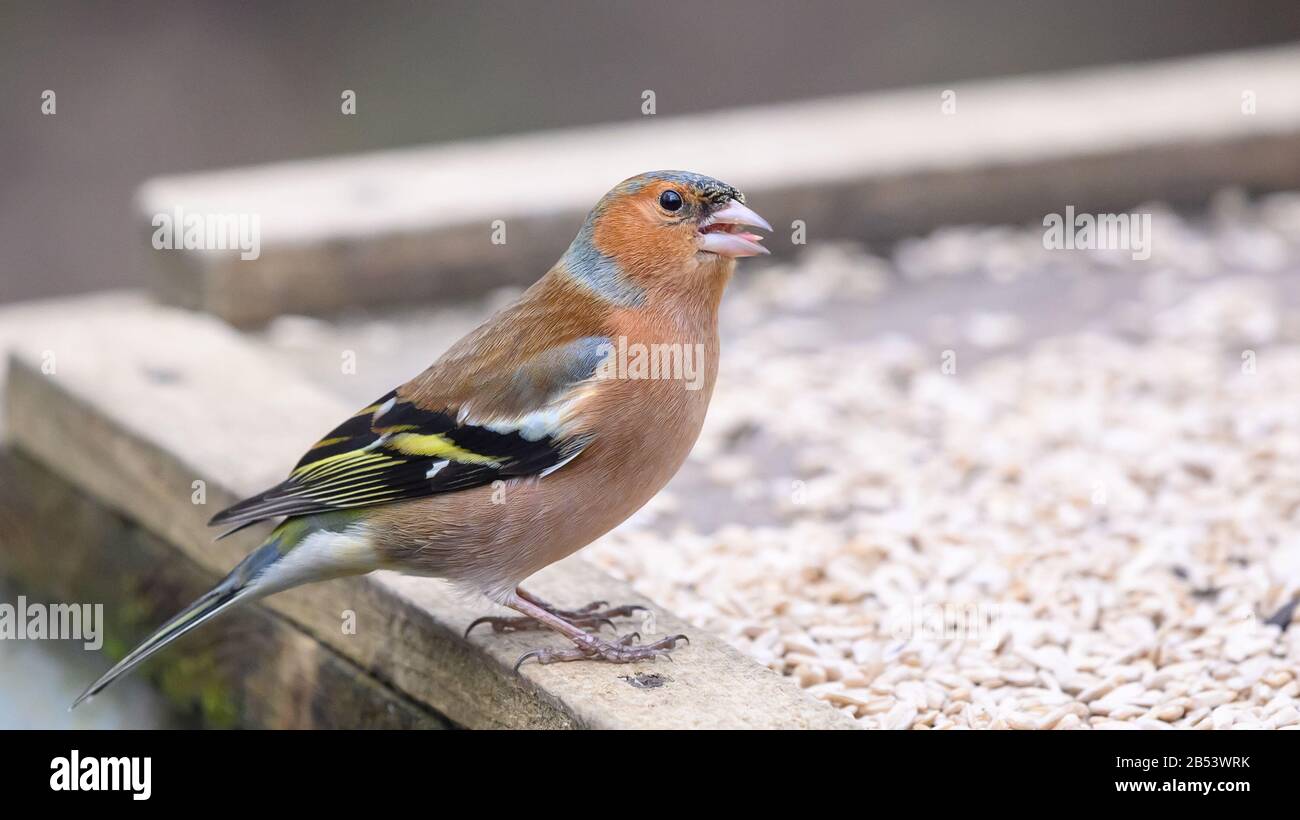 Birds At Risley Moss Nature Reserve, Warrington Foto Stock
