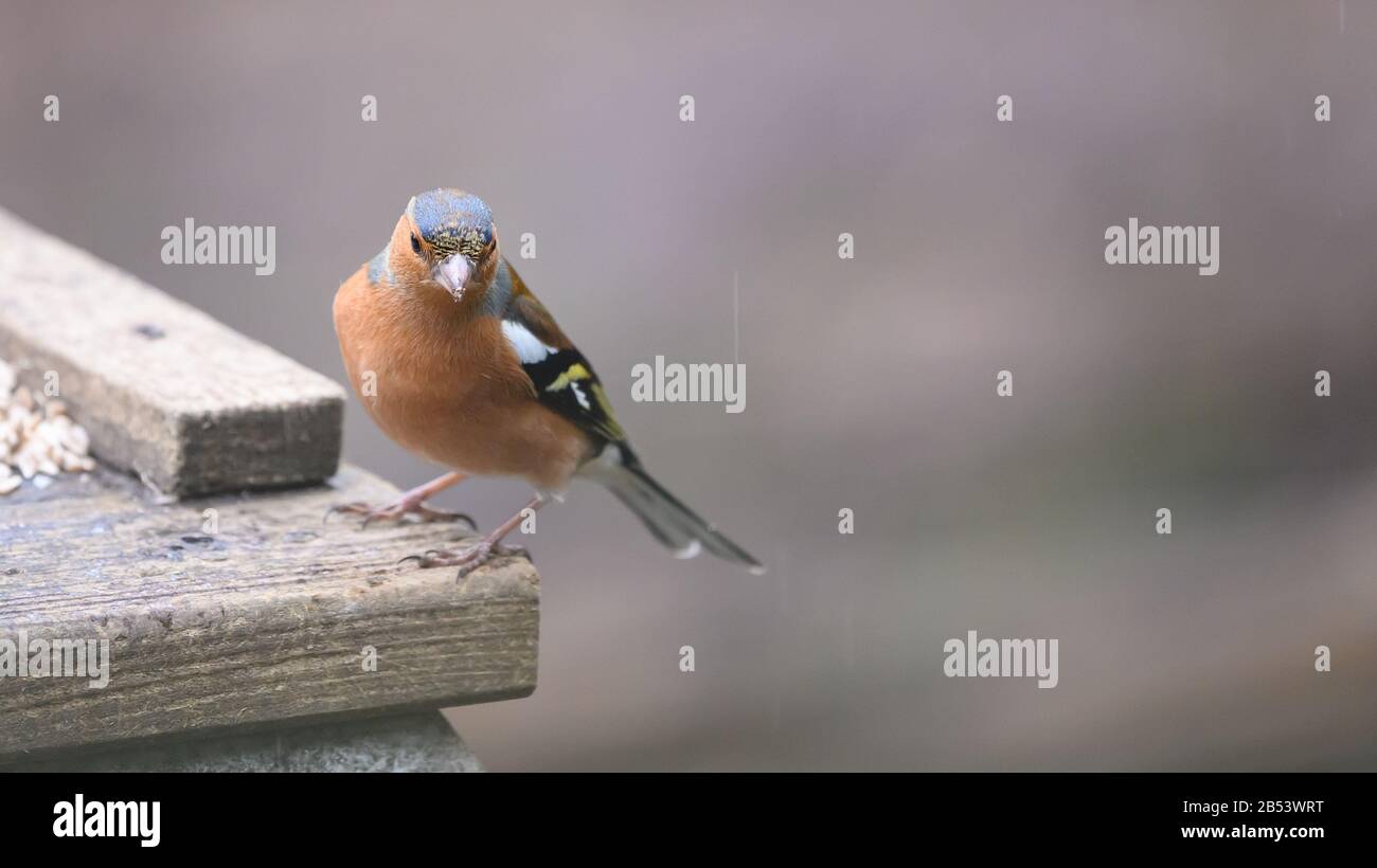 Birds At Risley Moss Nature Reserve, Warrington Foto Stock