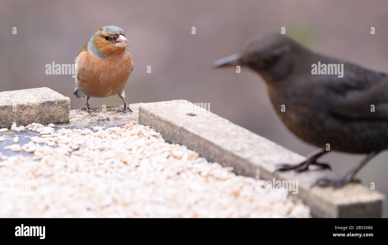 Birds At Risley Moss Nature Reserve, Warrington Foto Stock