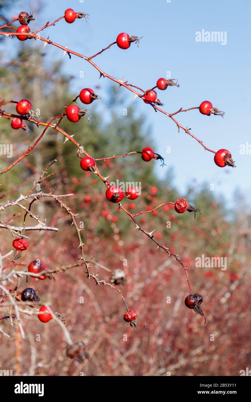 Colorati fianchi di rosa rossa abbondano sui cespugli di rosa di Nootka in inverno, con alti conifere e cielo blu sullo sfondo sfocato (Columbia Britannica). Foto Stock