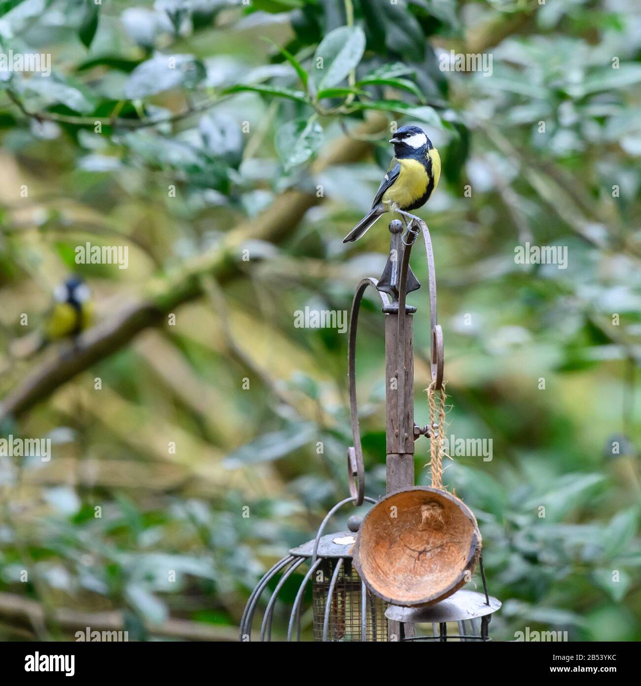 Birds At Risley Moss Nature Reserve, Warrington Foto Stock