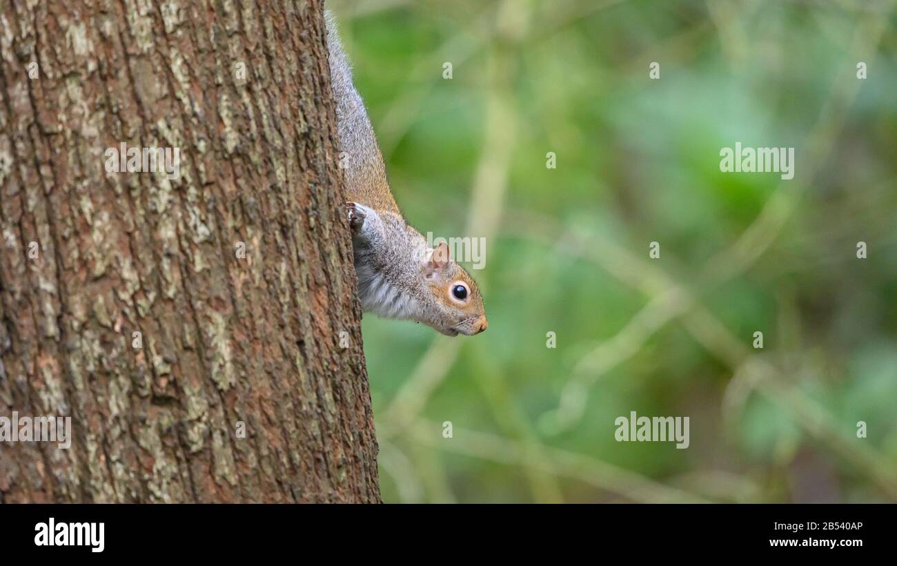 Birds At Risley Moss Nature Reserve, Warrington Foto Stock