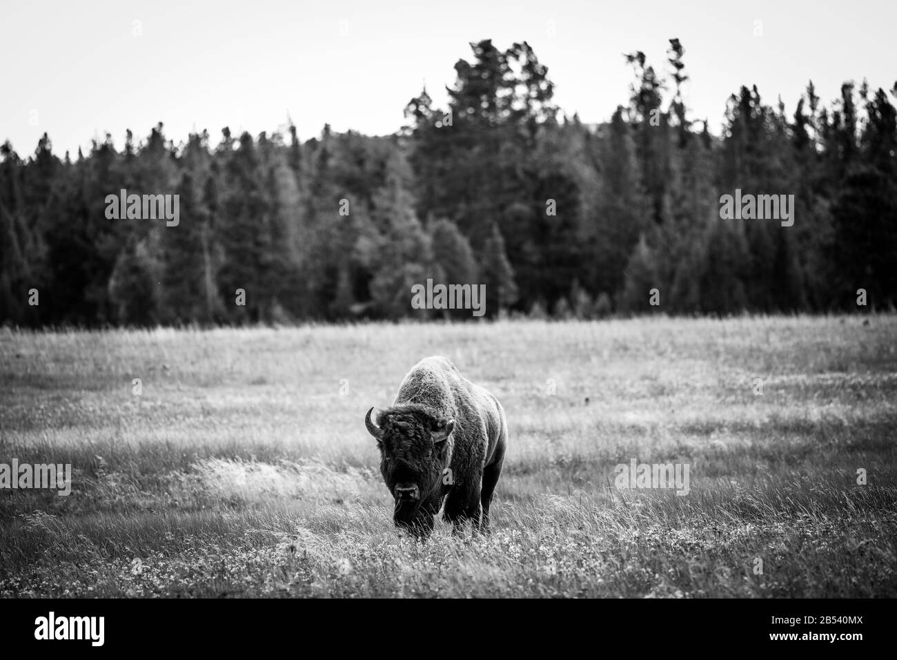 I bisonti americani selvatici sono un'attrazione stradale nel Parco Nazionale di Yellowstone Foto Stock