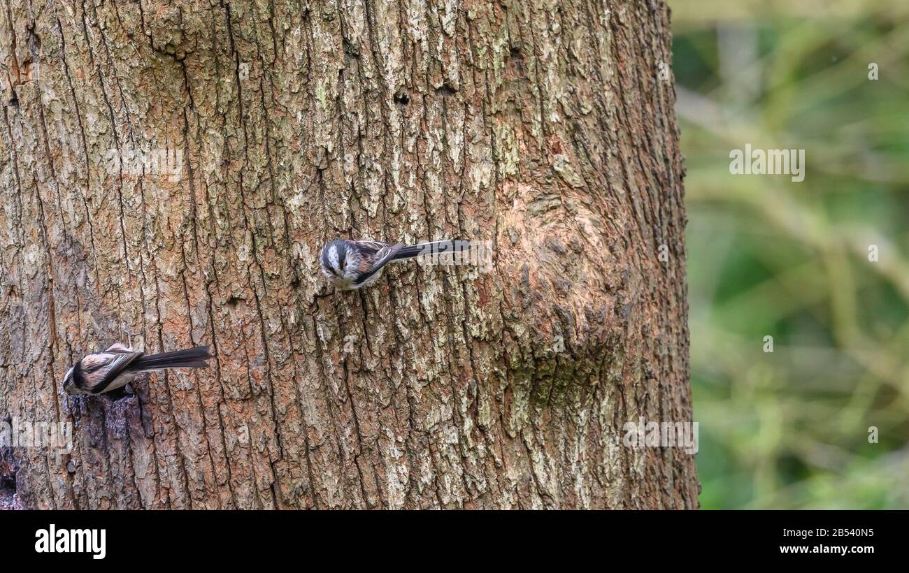 Birds At Risley Moss Nature Reserve, Warrington Foto Stock
