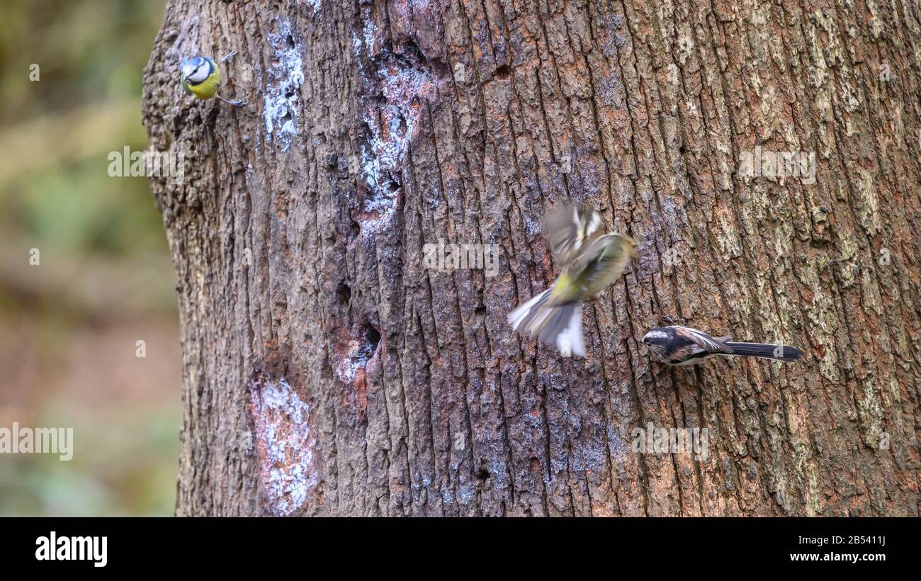 Birds At Risley Moss Nature Reserve, Warrington Foto Stock