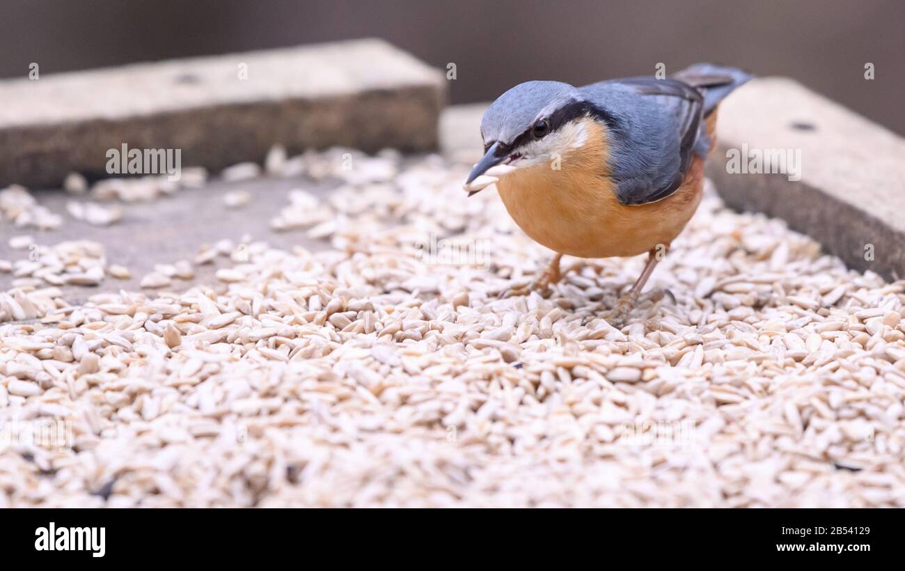 Birds At Risley Moss Nature Reserve, Warrington Foto Stock