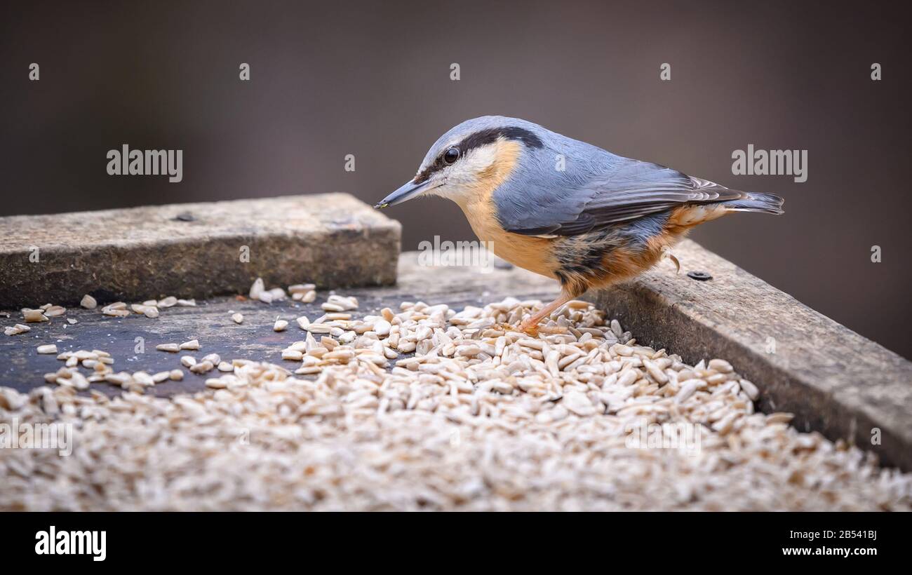 Birds At Risley Moss Nature Reserve, Warrington Foto Stock