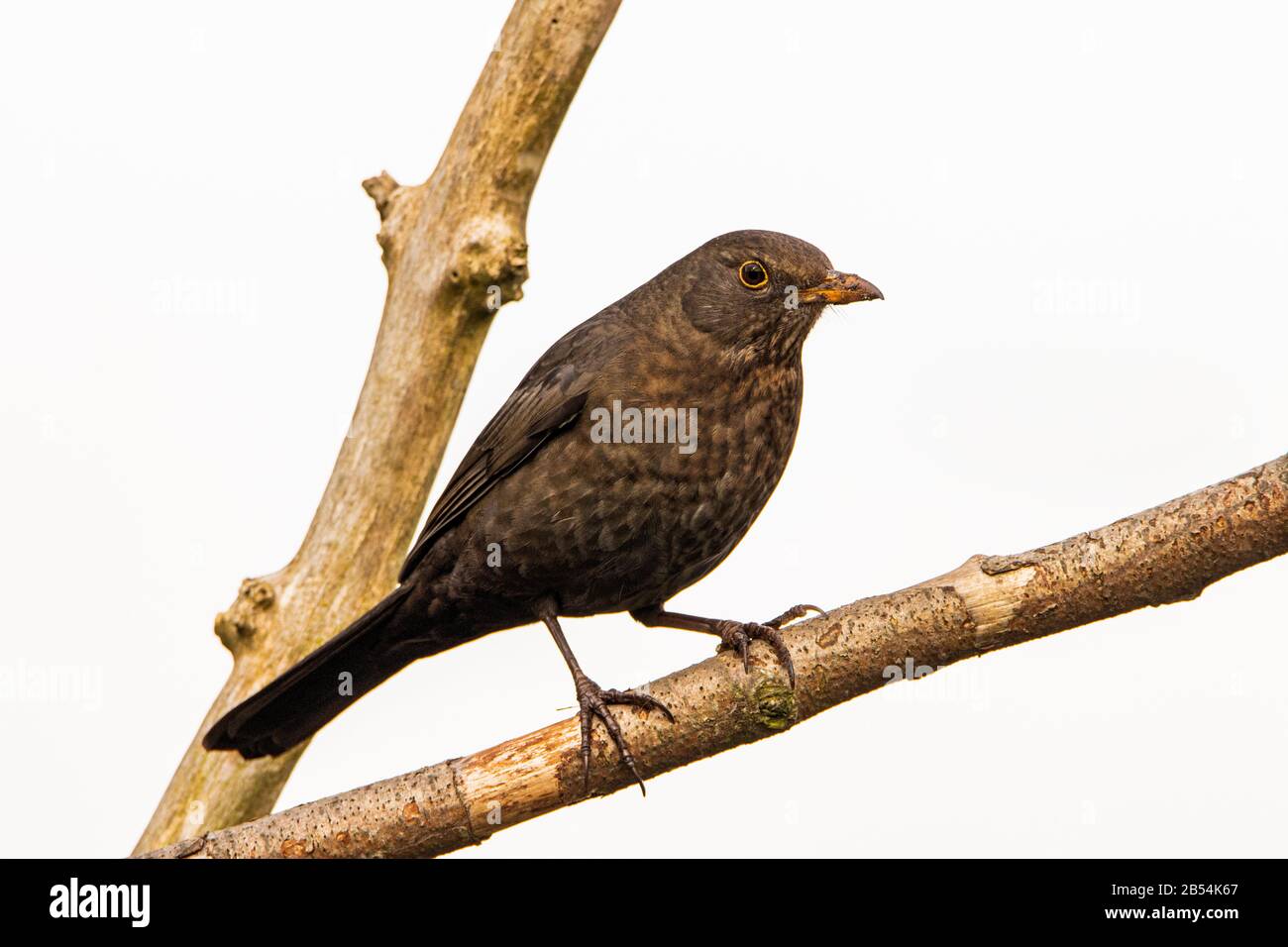 Blackbird comune, Turdus merula, femmina arroccato nel giardino del Regno Unito Foto Stock