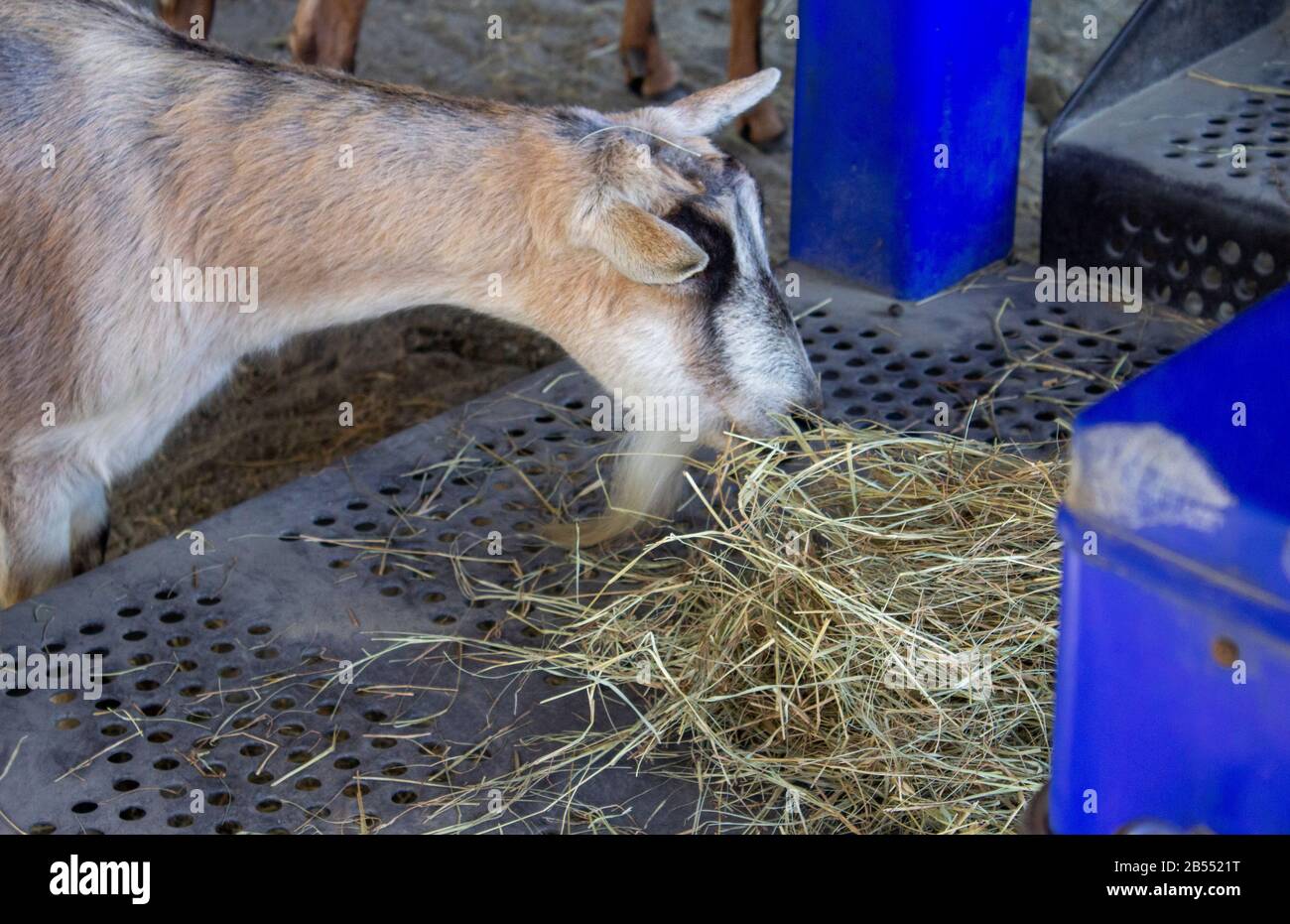 una capra marrone gode di una certa paglia all'esterno al regno animale Foto Stock