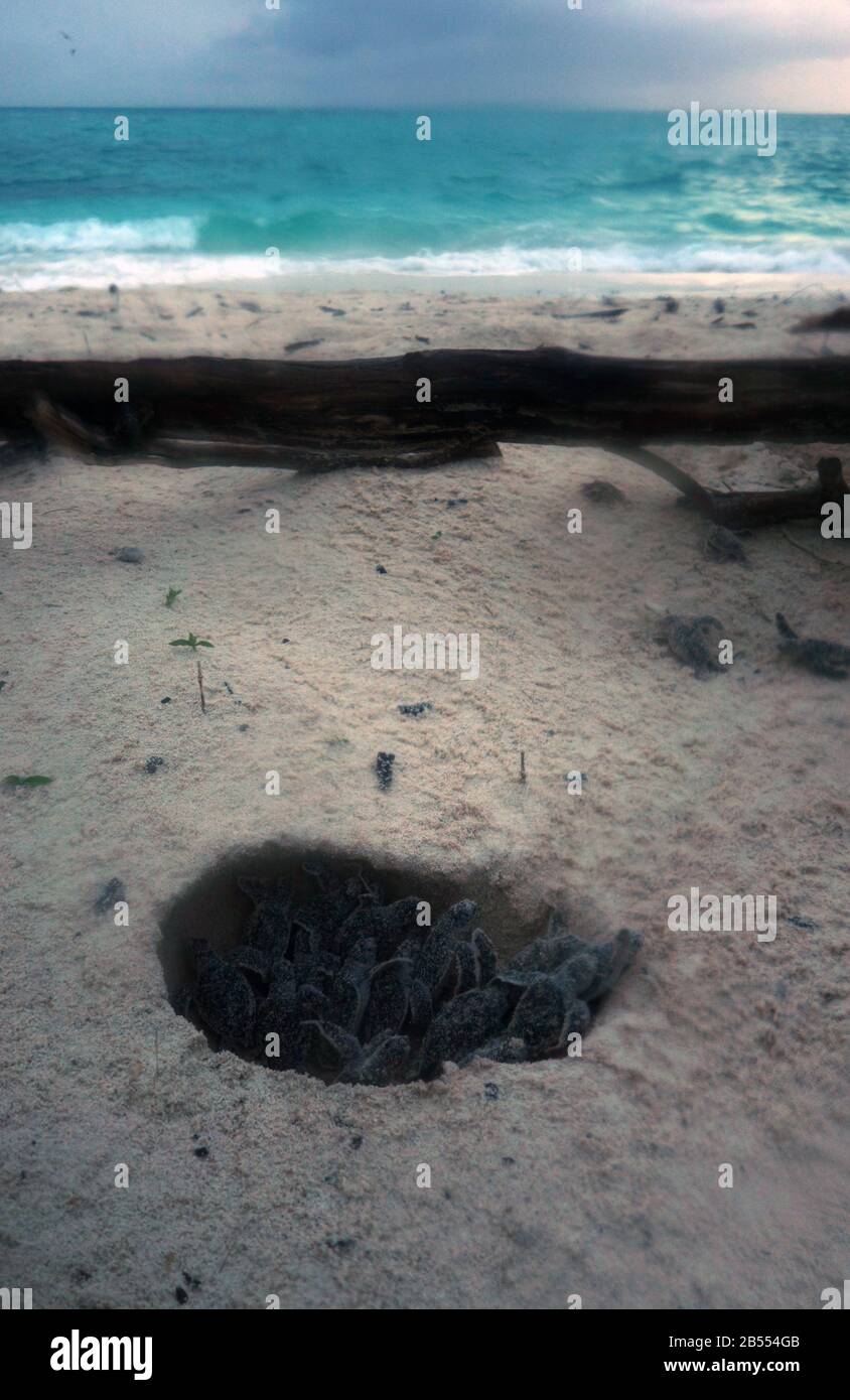 Le tartarughe marine verdi (Chelonia mydas) eruttano dal loro nido durante un'alba tempestosa, Heron Island, Capricorn Bunker Group, Great Barrier Reef, 8March2020. Foto Stock
