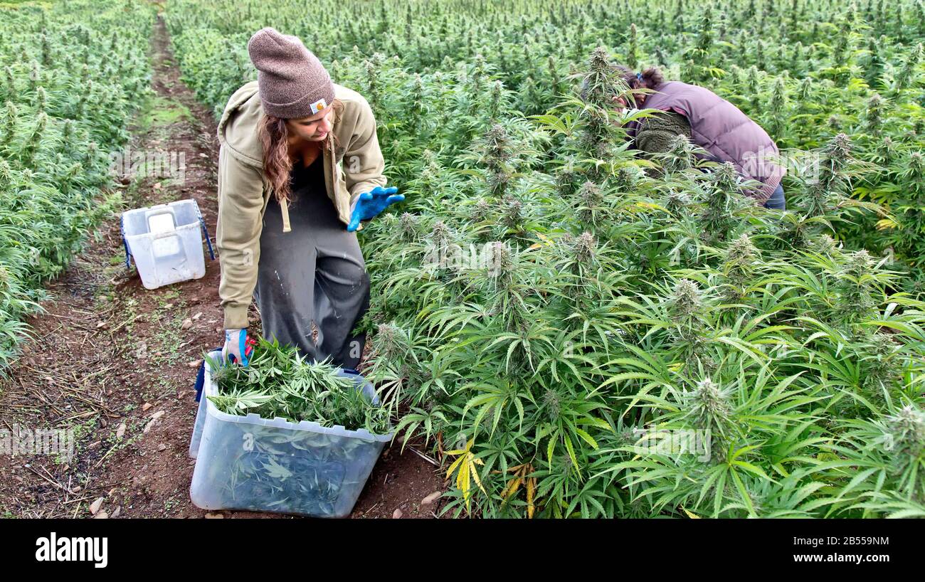 Lavoratori che raccolgono Cannabis sativa biologica 'sup Haze'. Foto Stock